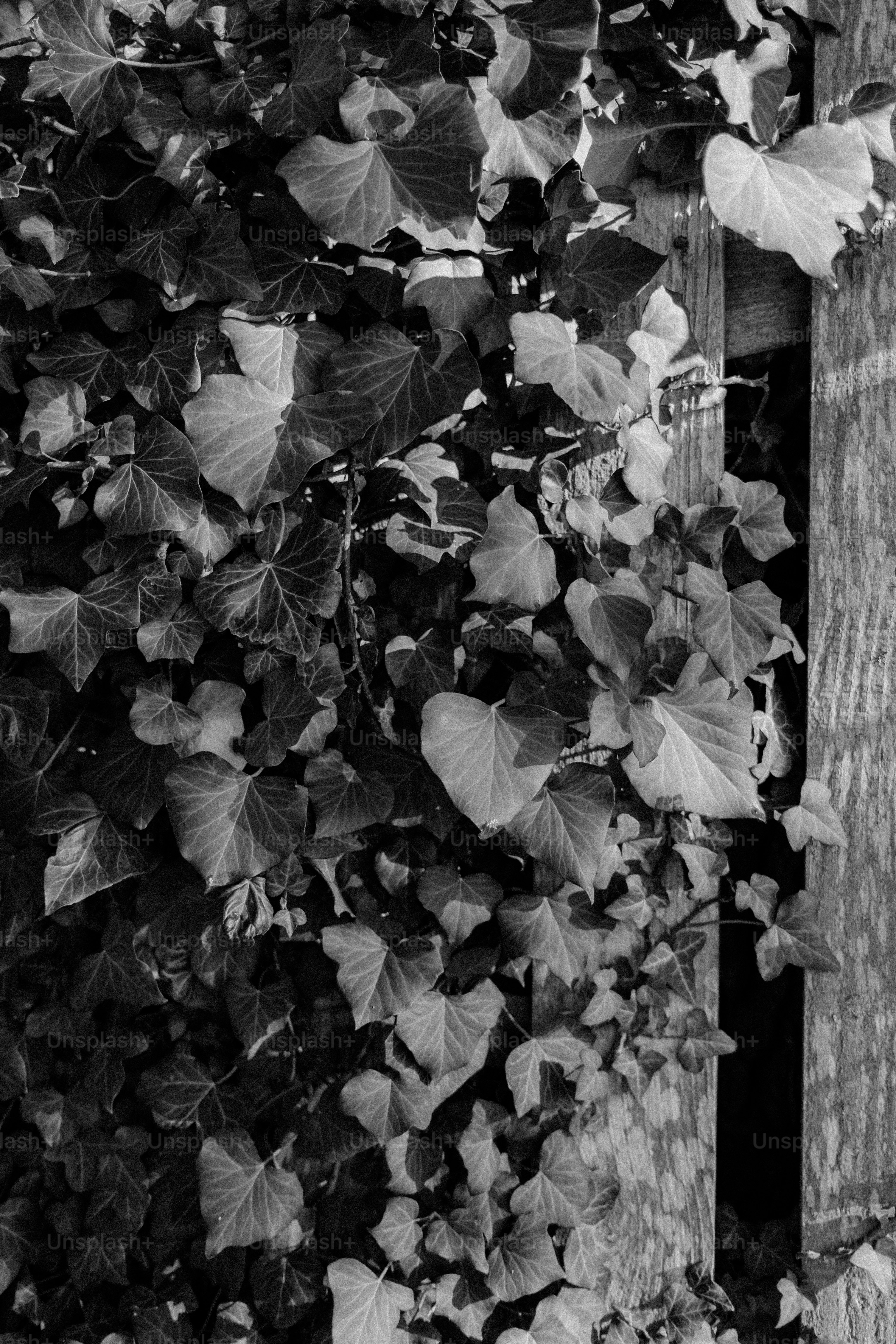 Ivy growing on a weathered wooden fence.