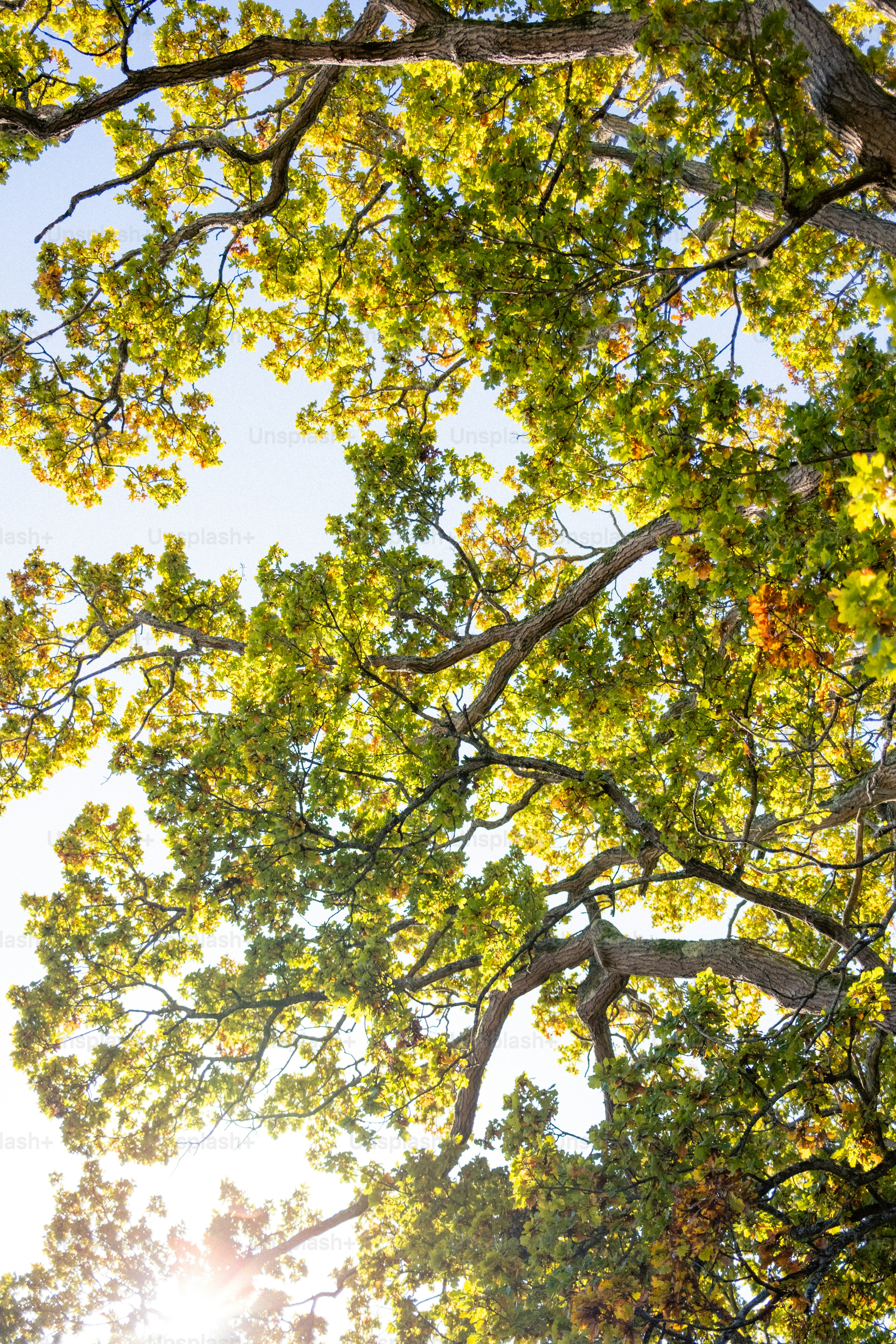 Looking up through sun-dappled oak tree branches