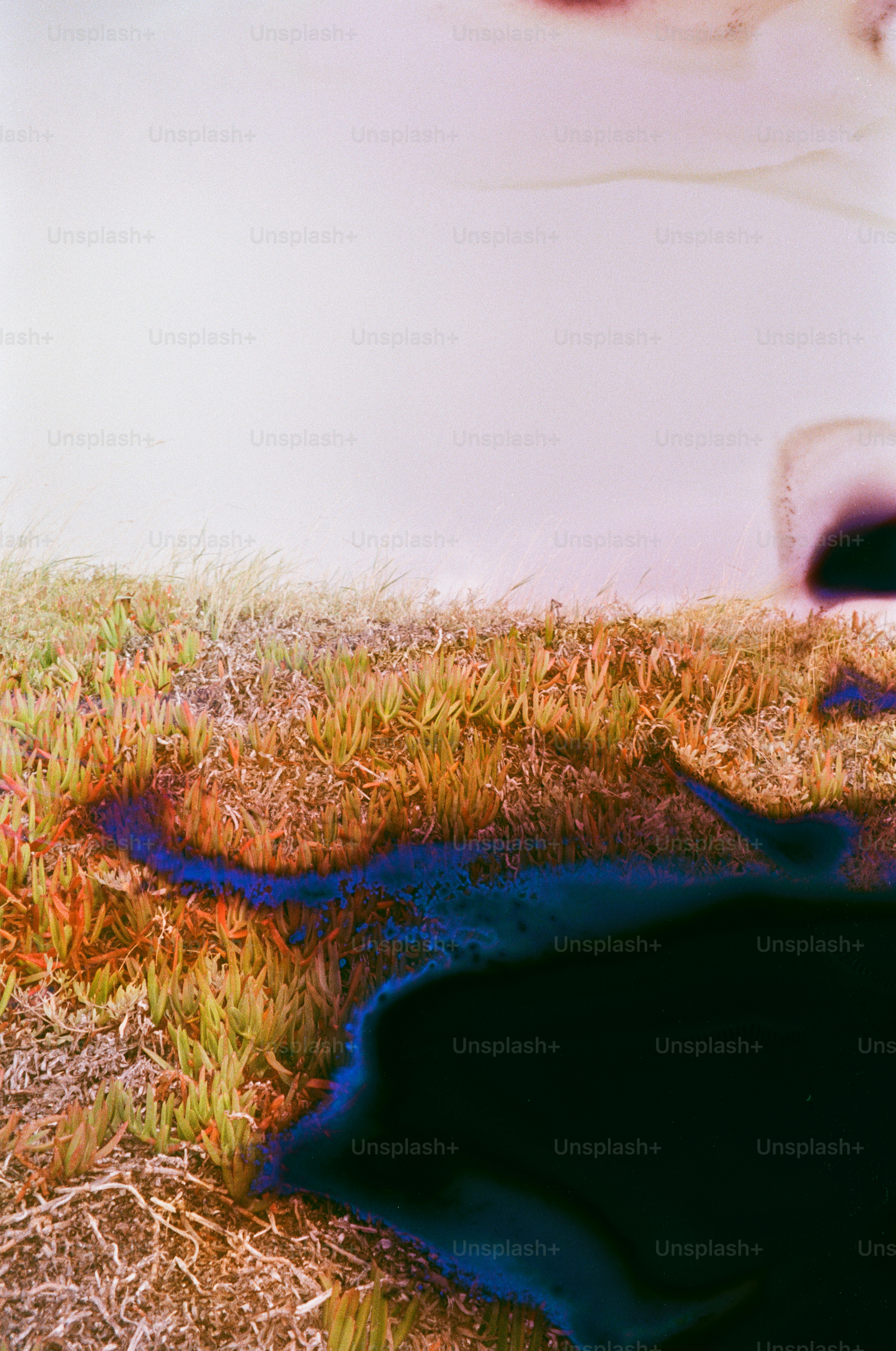 Abstract landscape with colorful light leaks and vegetation.