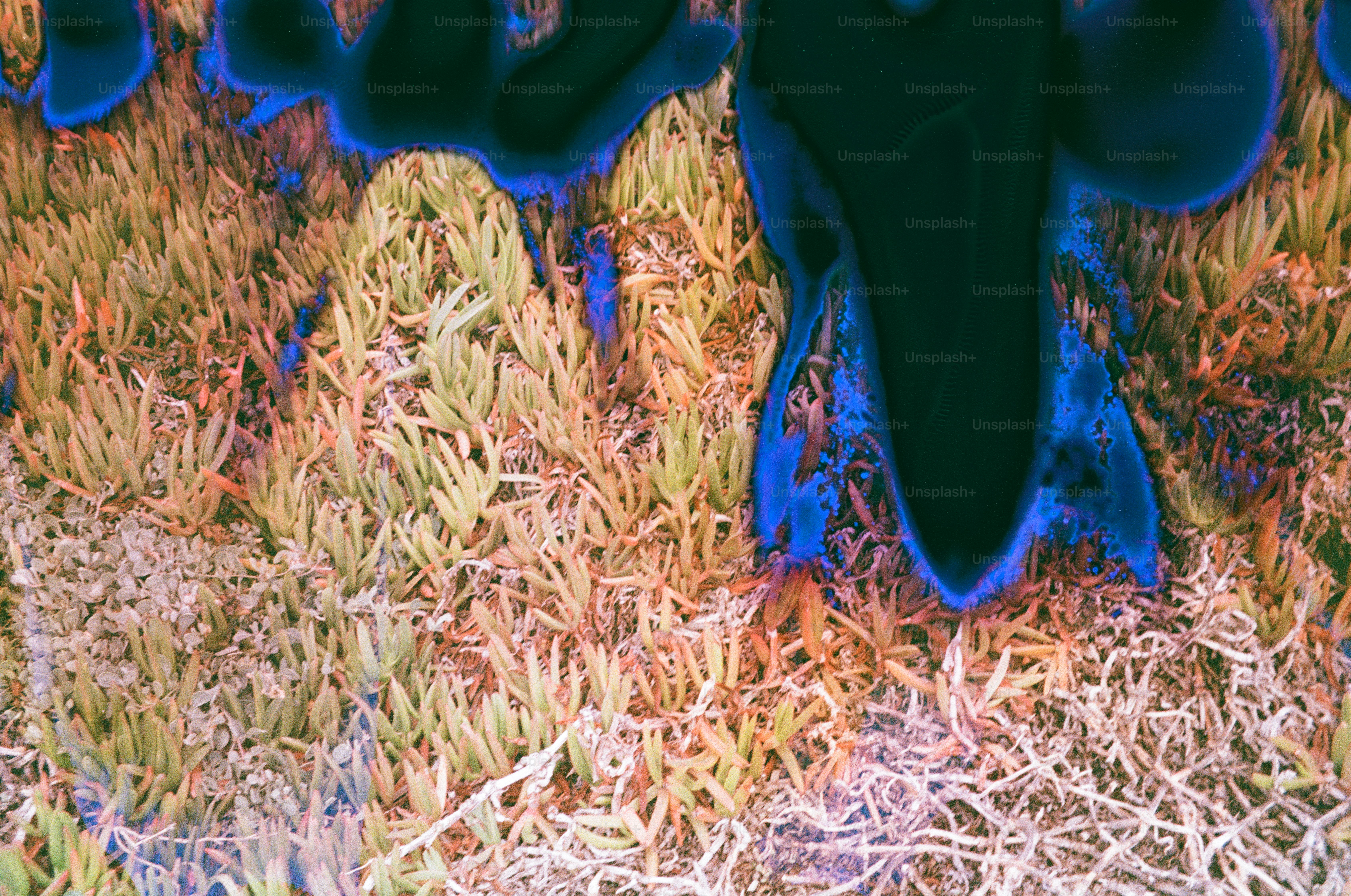 Close up of succulent plants with blue overlay