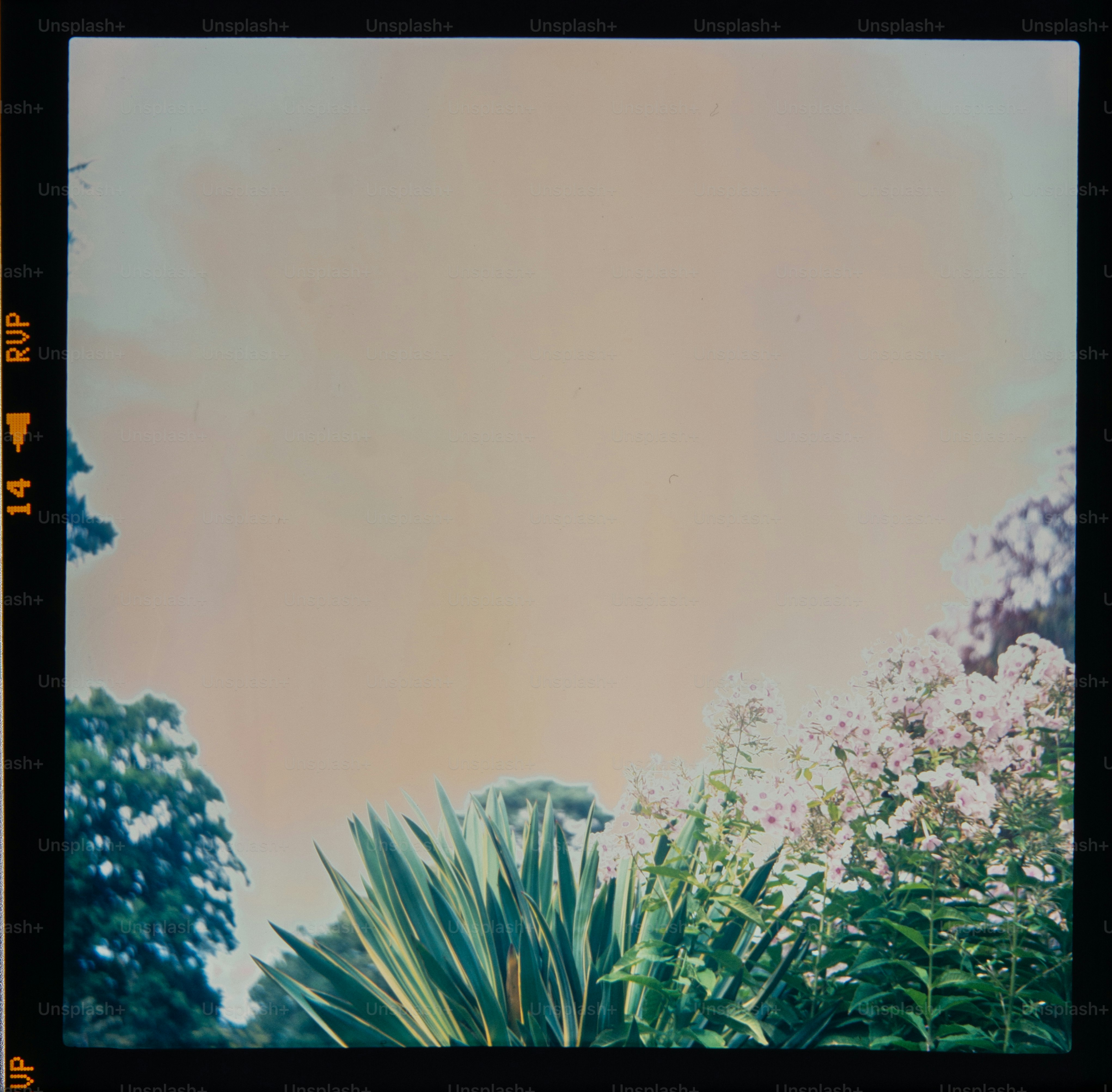 Lush green foliage and flowering plants against a pale sky.