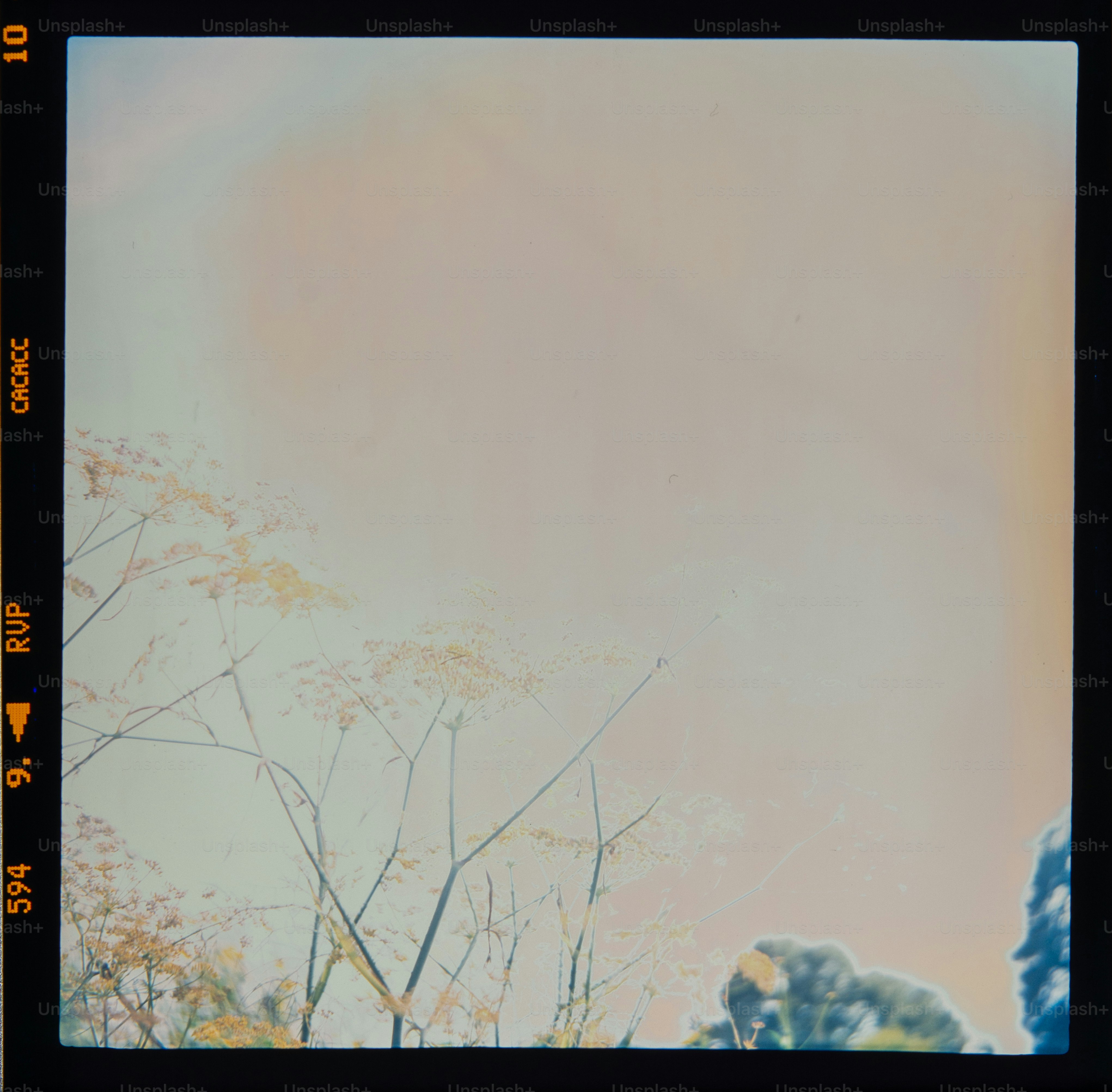 De délicates fleurs séchées se détachent sur un doux ciel pastel.