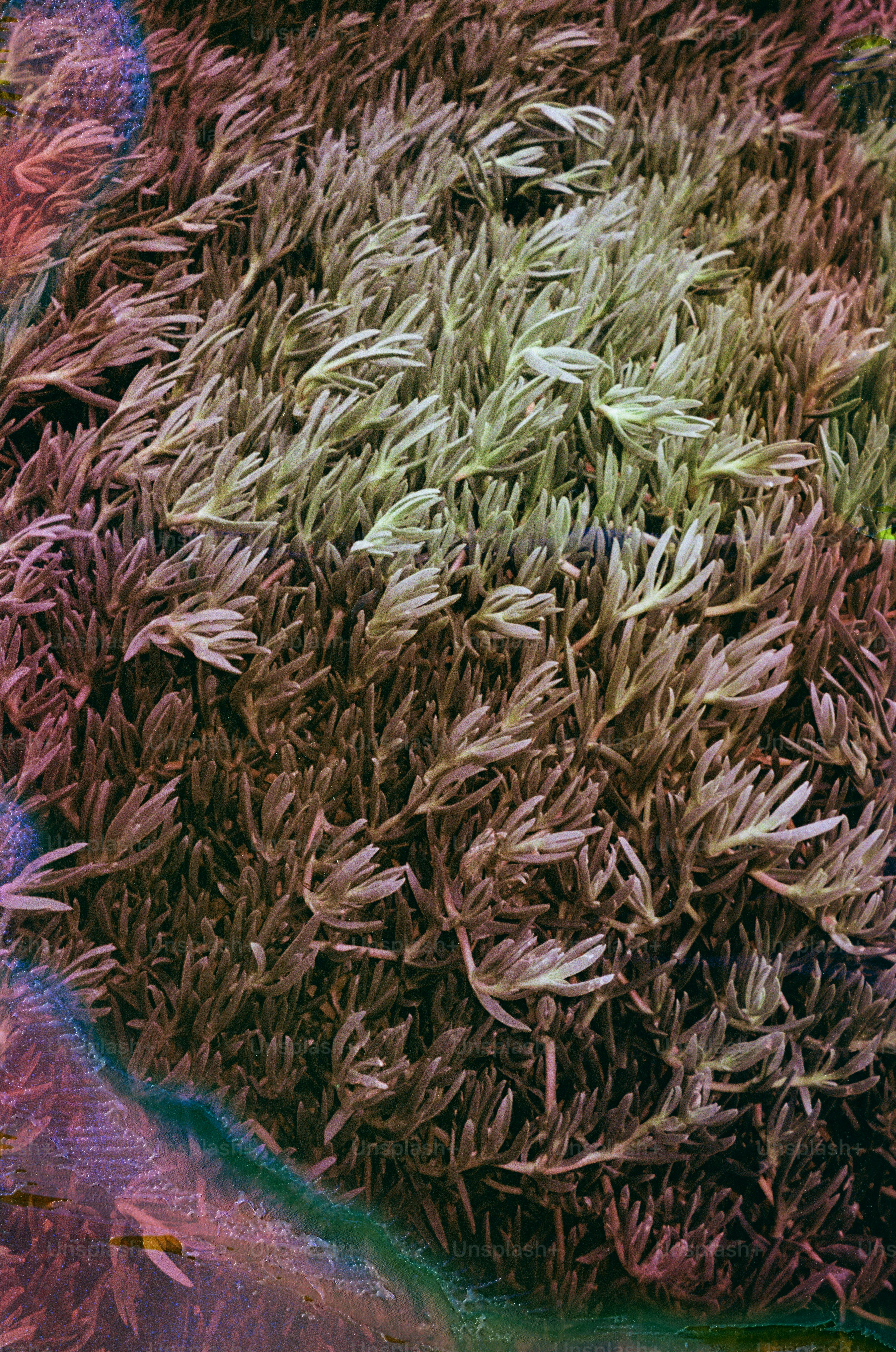 Nahaufnahme von Sukkulenten mit violetten und grünen Farbtönen