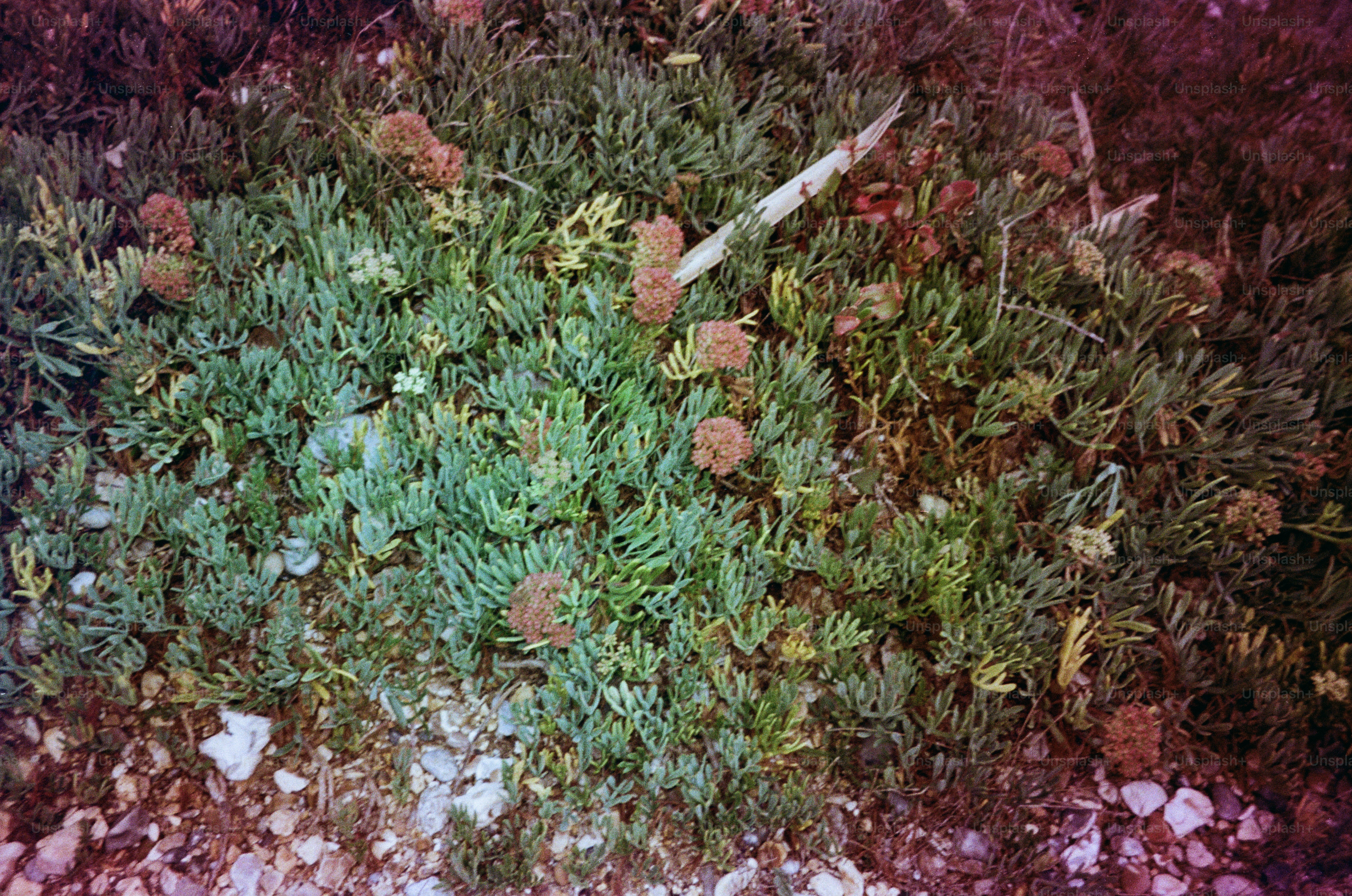 Green succulent plant with small brown flower buds.