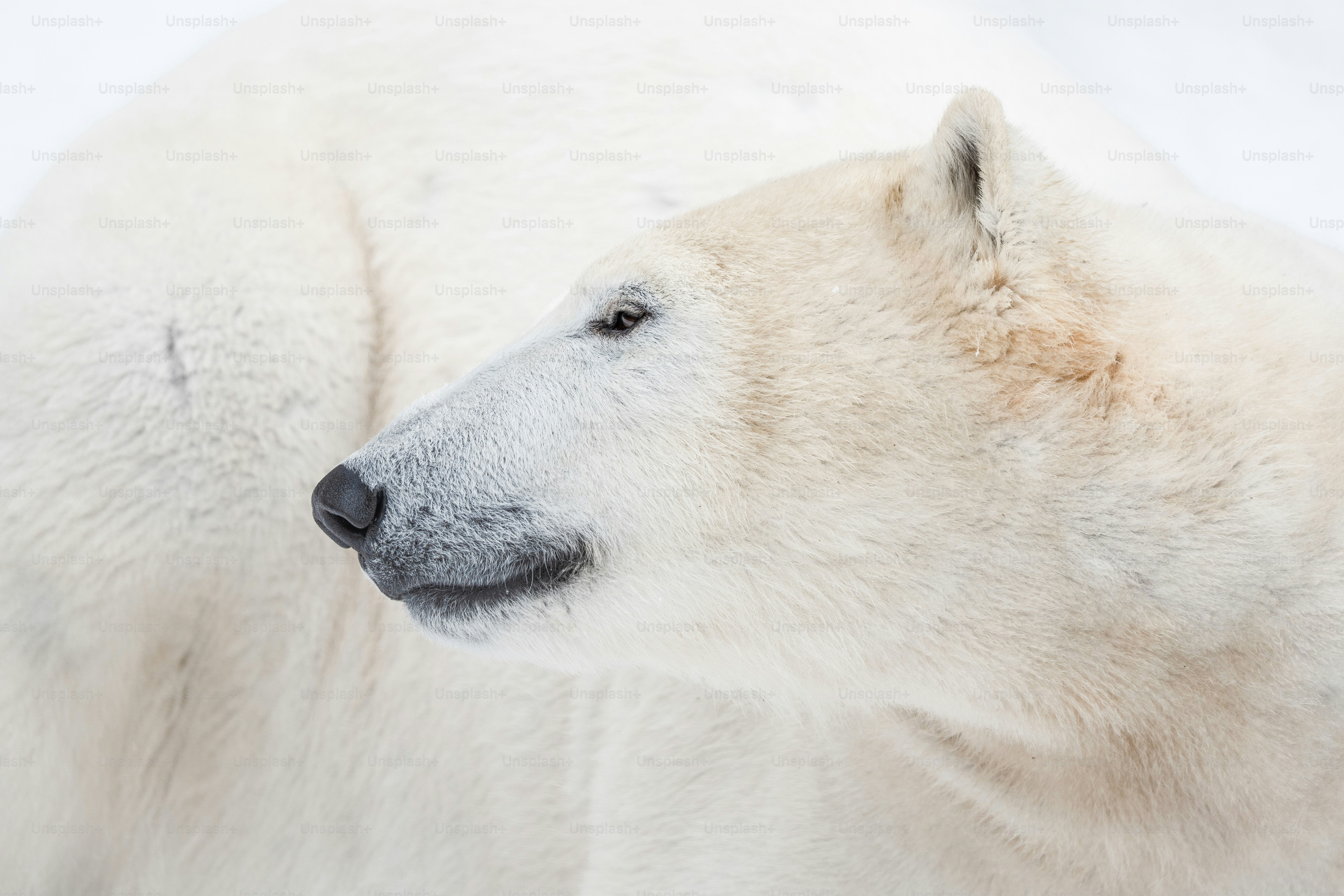 雪の環境でのホッキョクグマのクローズアップ