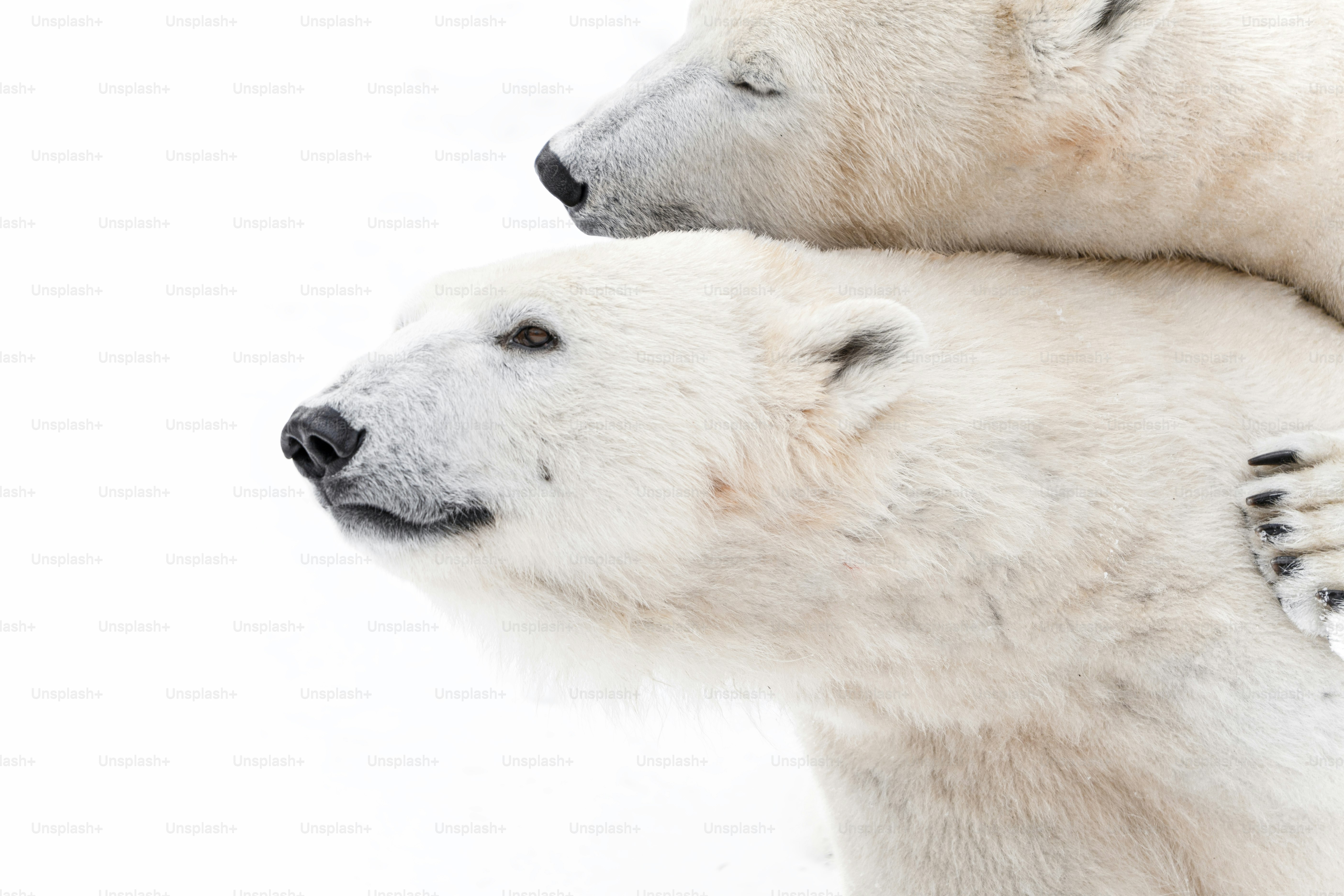 Dua beruang kutub saling berjuang di salju.