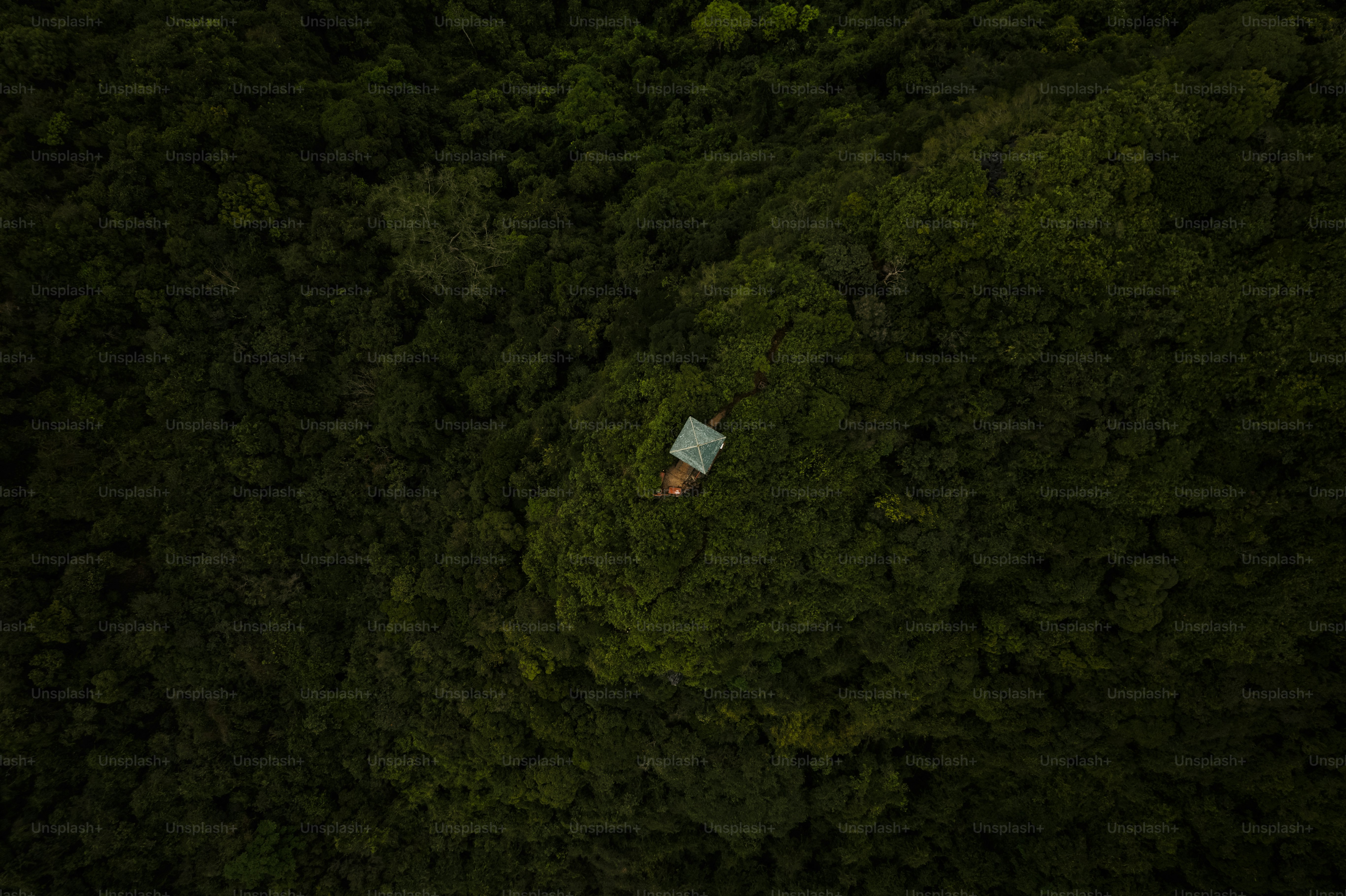 鬱蒼とした緑の森に佇む小さなテント