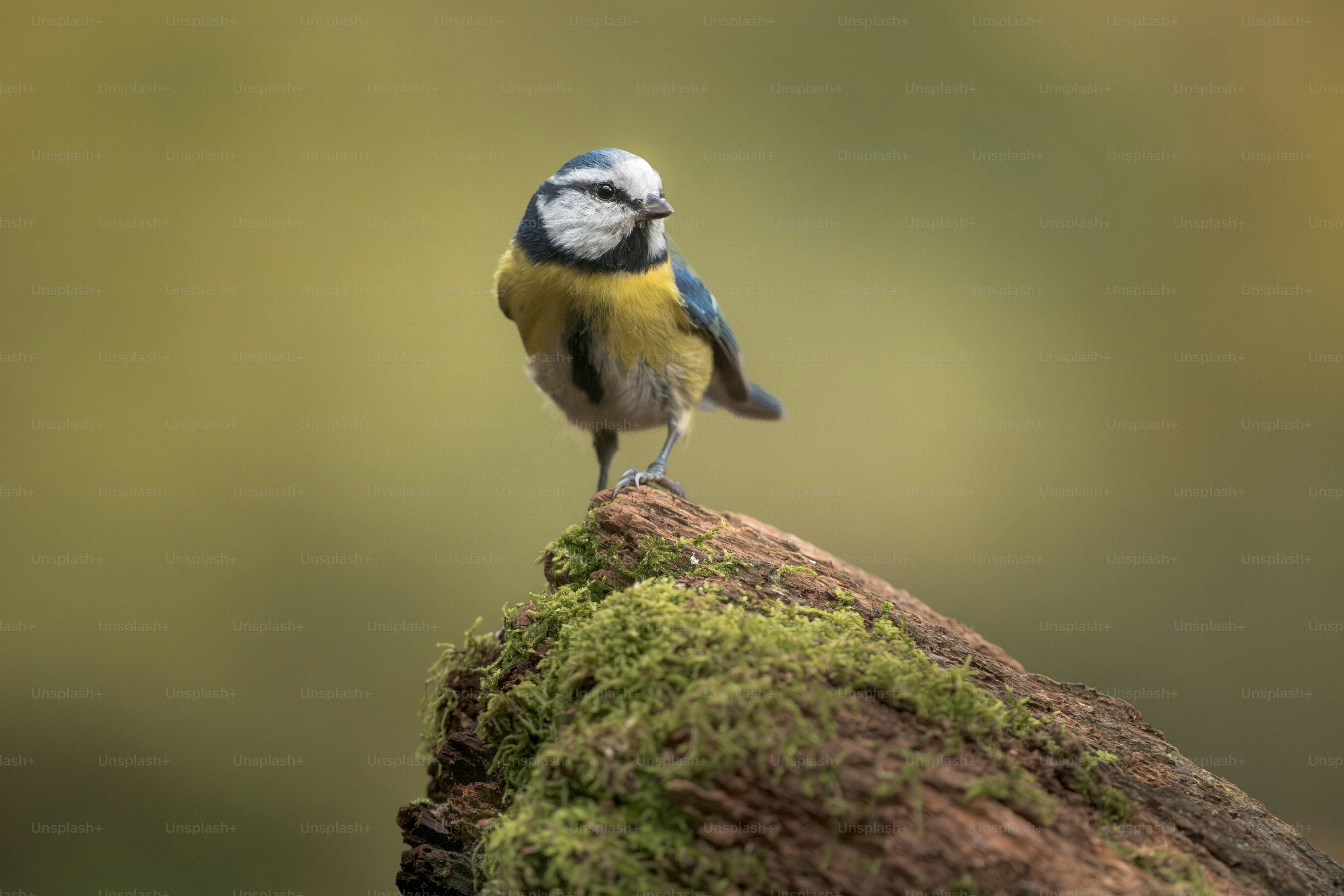 A blue tit perched on a mossy log.