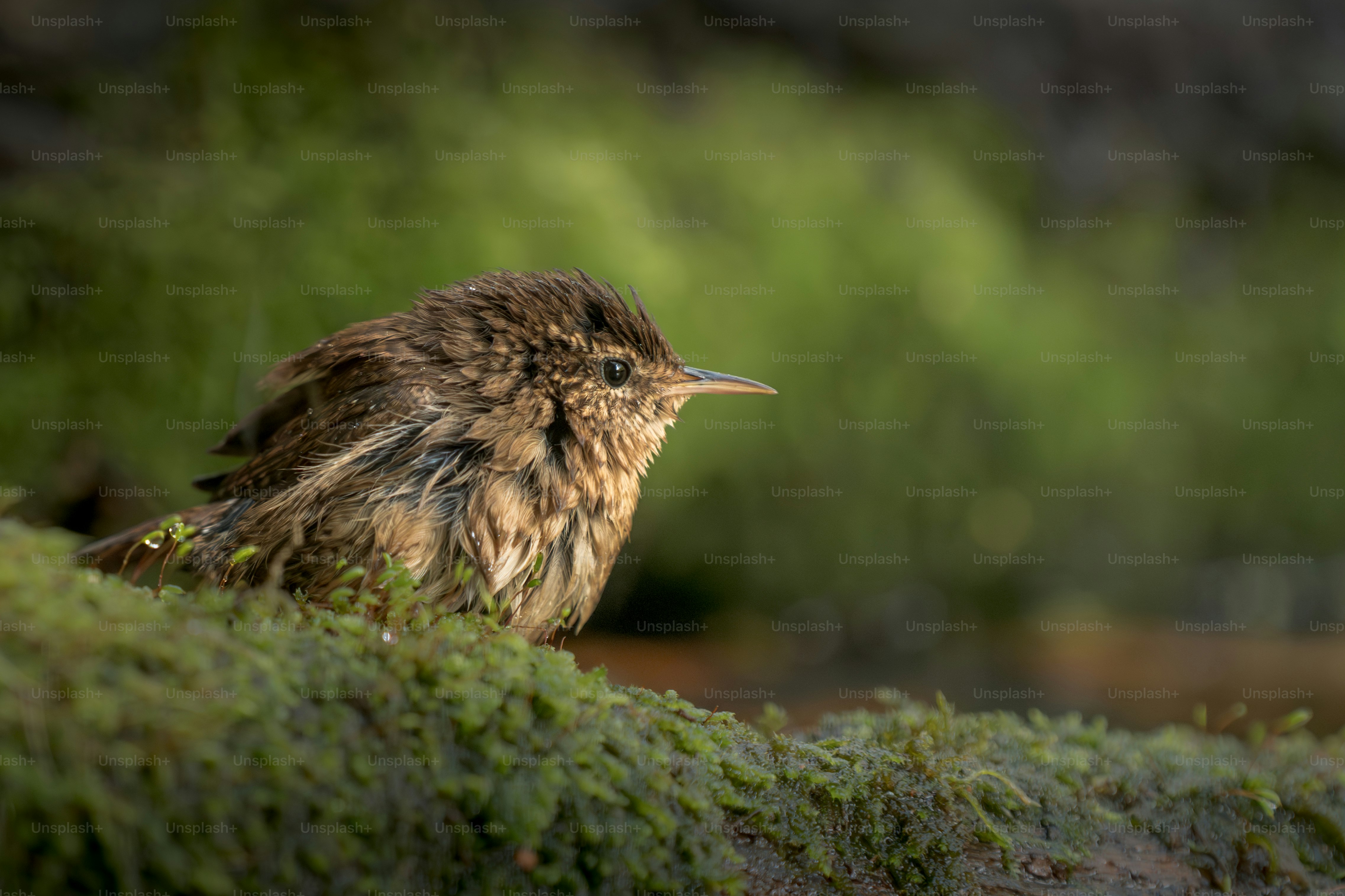 A small brown bird sits on mossy ground