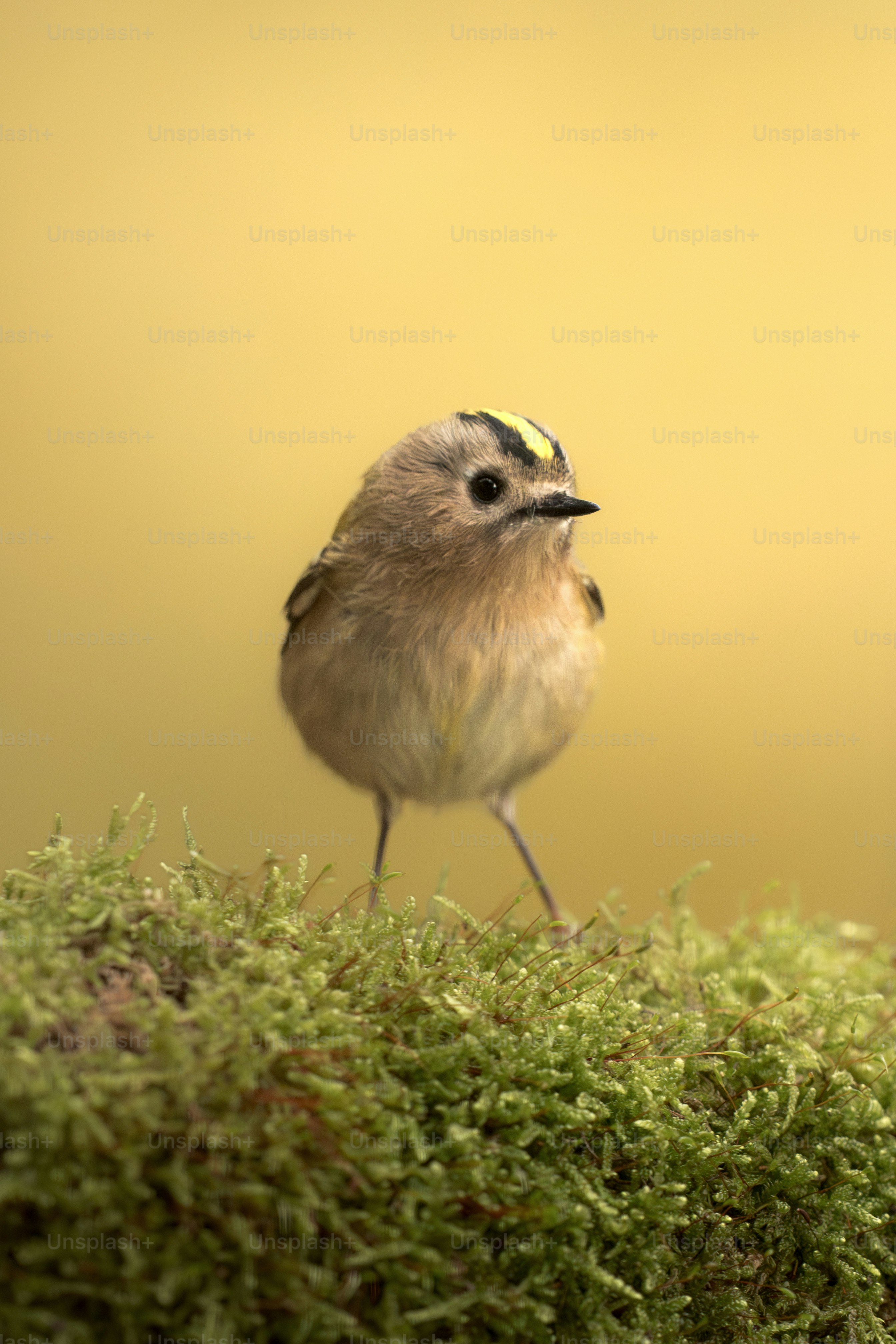 A small bird with a yellow stripe on its head.