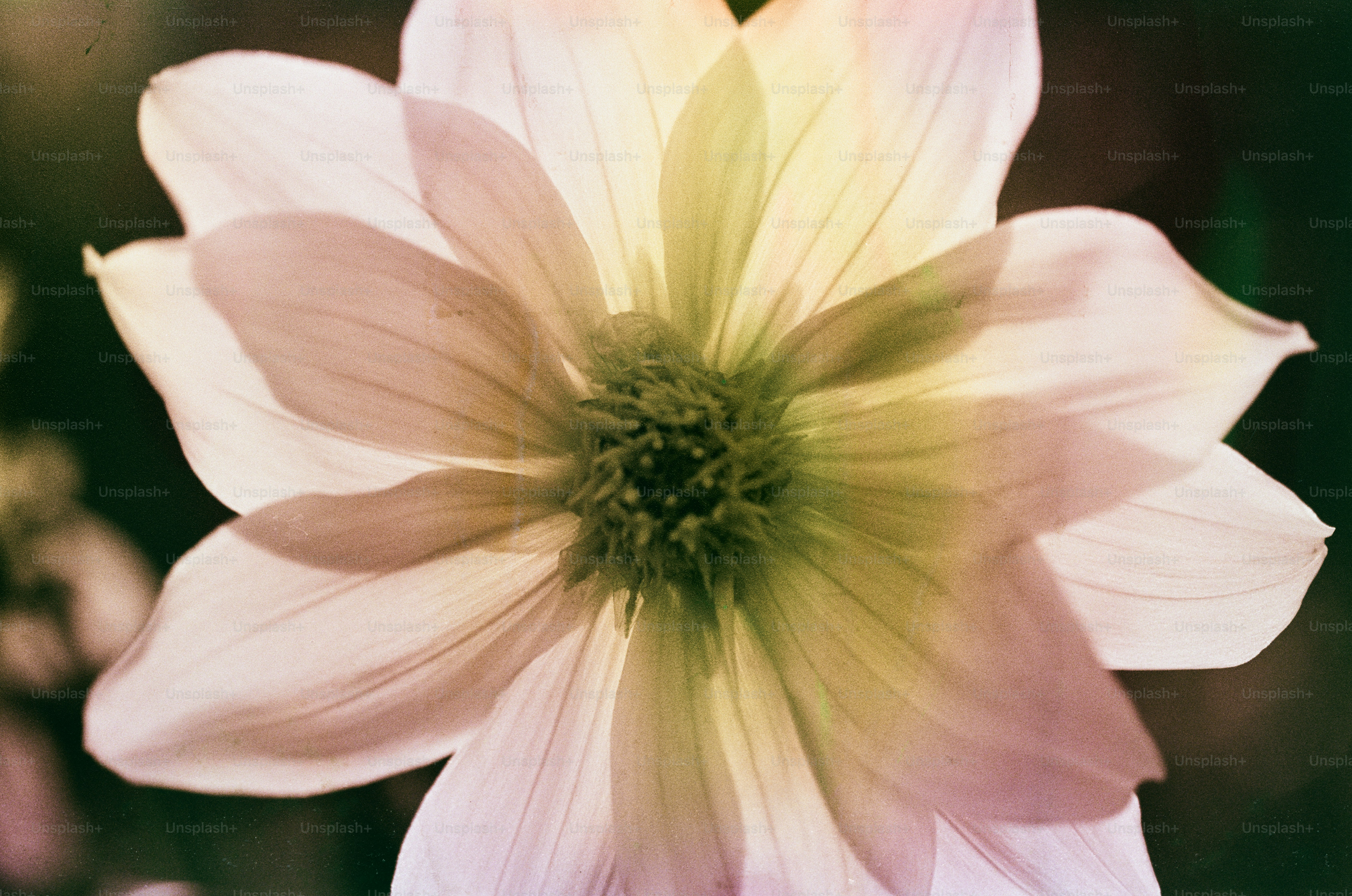 Delicate pink flowers bloom in soft focus. photo – Film photography ...