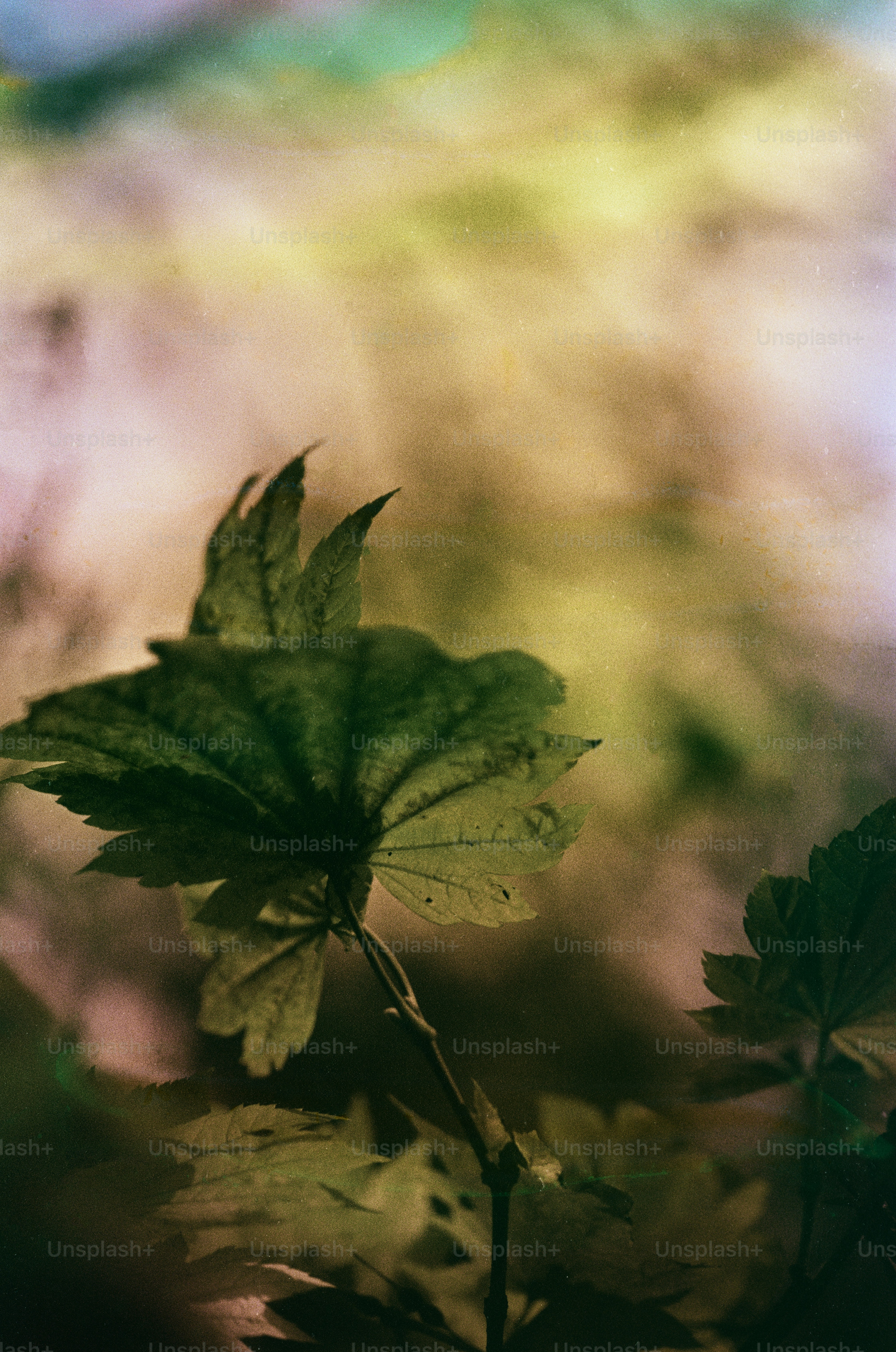 Feuilles vertes avec un arrière-plan coloré et flou