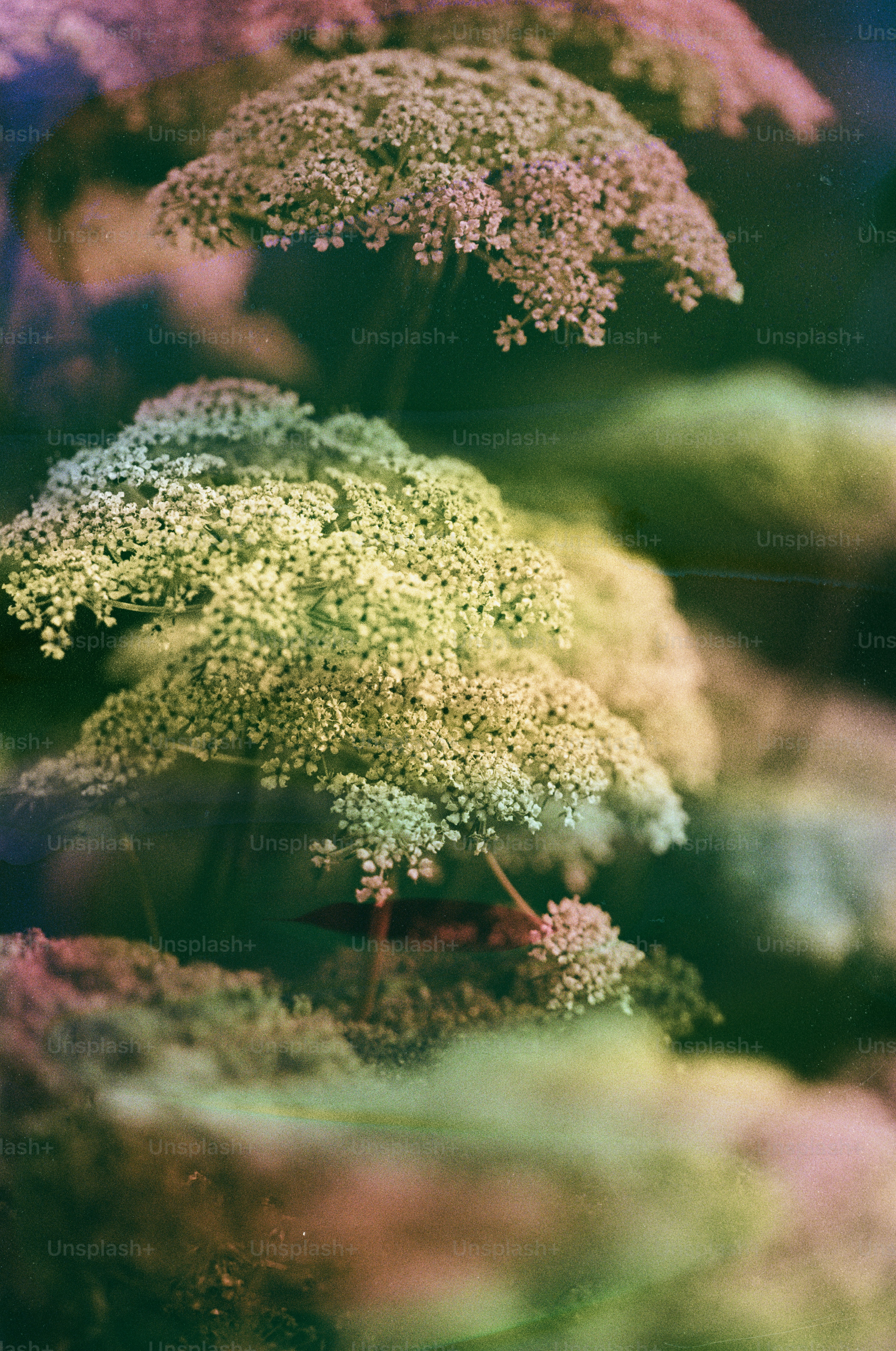 Delicate white flowers with a colorful, dreamy haze.
