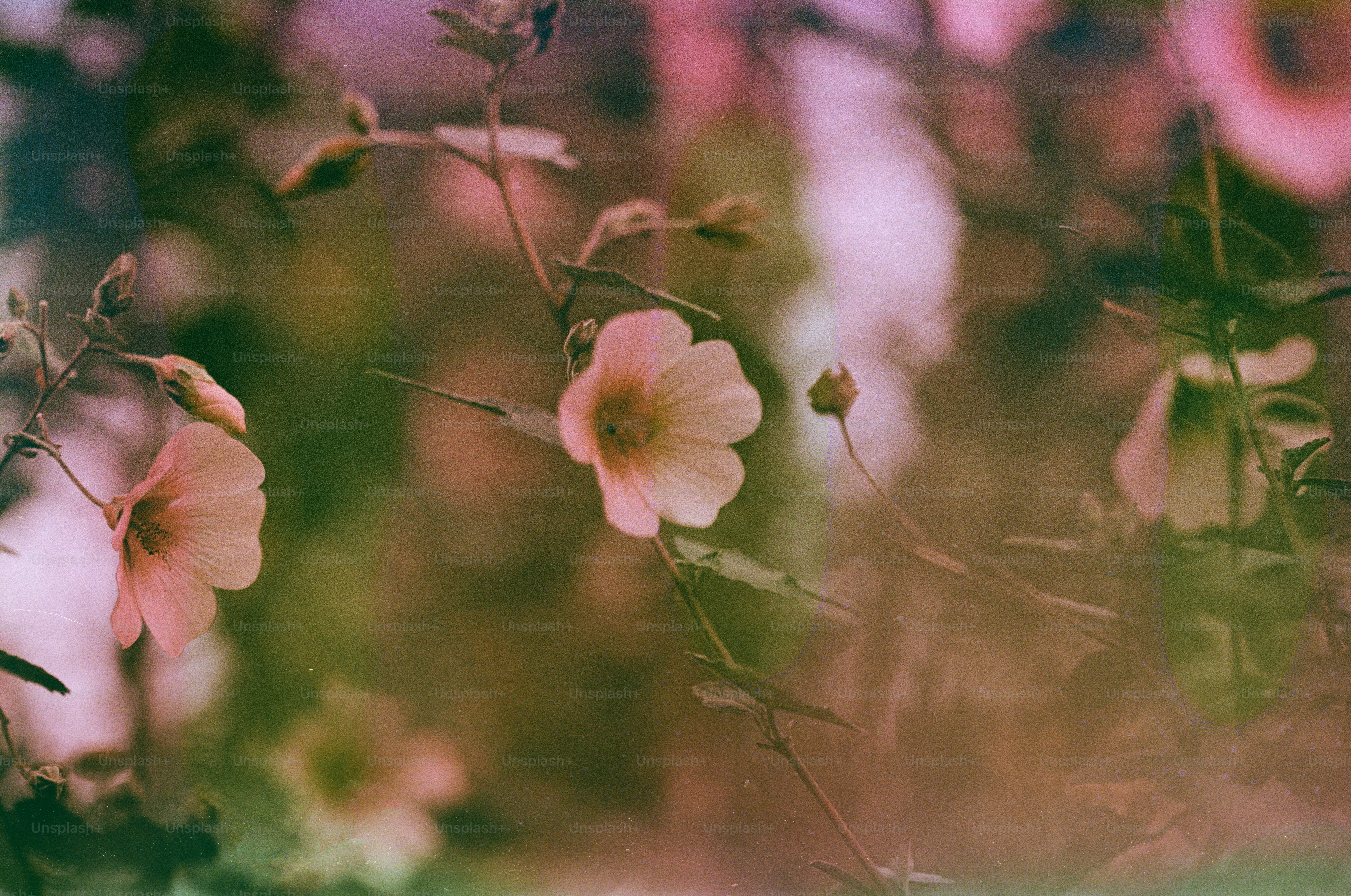 •, 스토리에 올린 장미 보시고 주문 해주신 꽃. , 제가 아주 좋아하는 빈티지 무드의 장미였어요. , 보고싶다고 사고싶다고 마음대로  살 수 없는 그런 장미🥹, 온니로즈는 간결하면서도 부족함 없어요🤍, SAid That thaT , •주문 및  주문문의(DM/오픈카카오톡), Flower, Plant @saidthatthat_favorite.things, image size:3000x1989