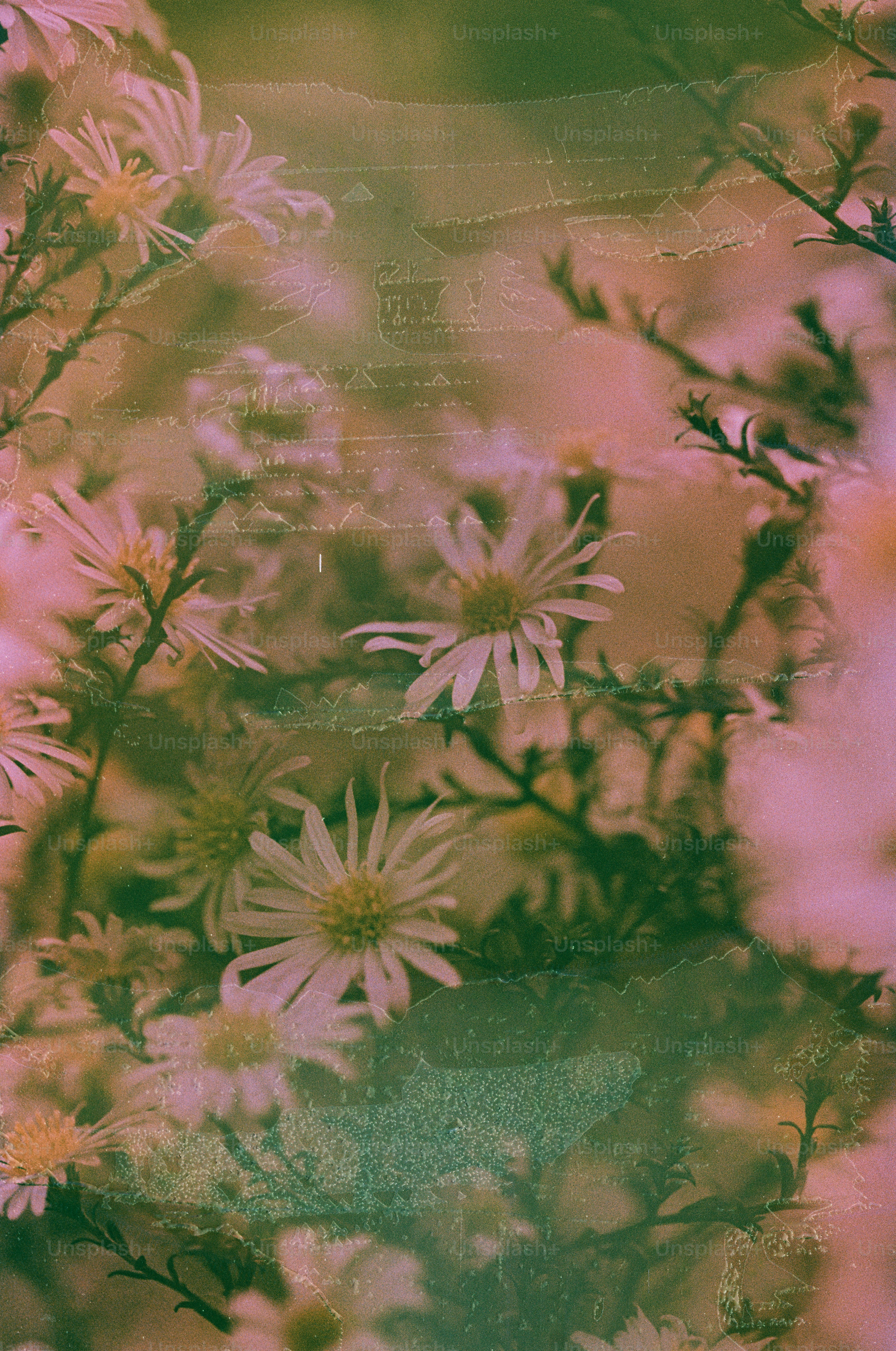 Delicate white flowers bloom with textured overlay.