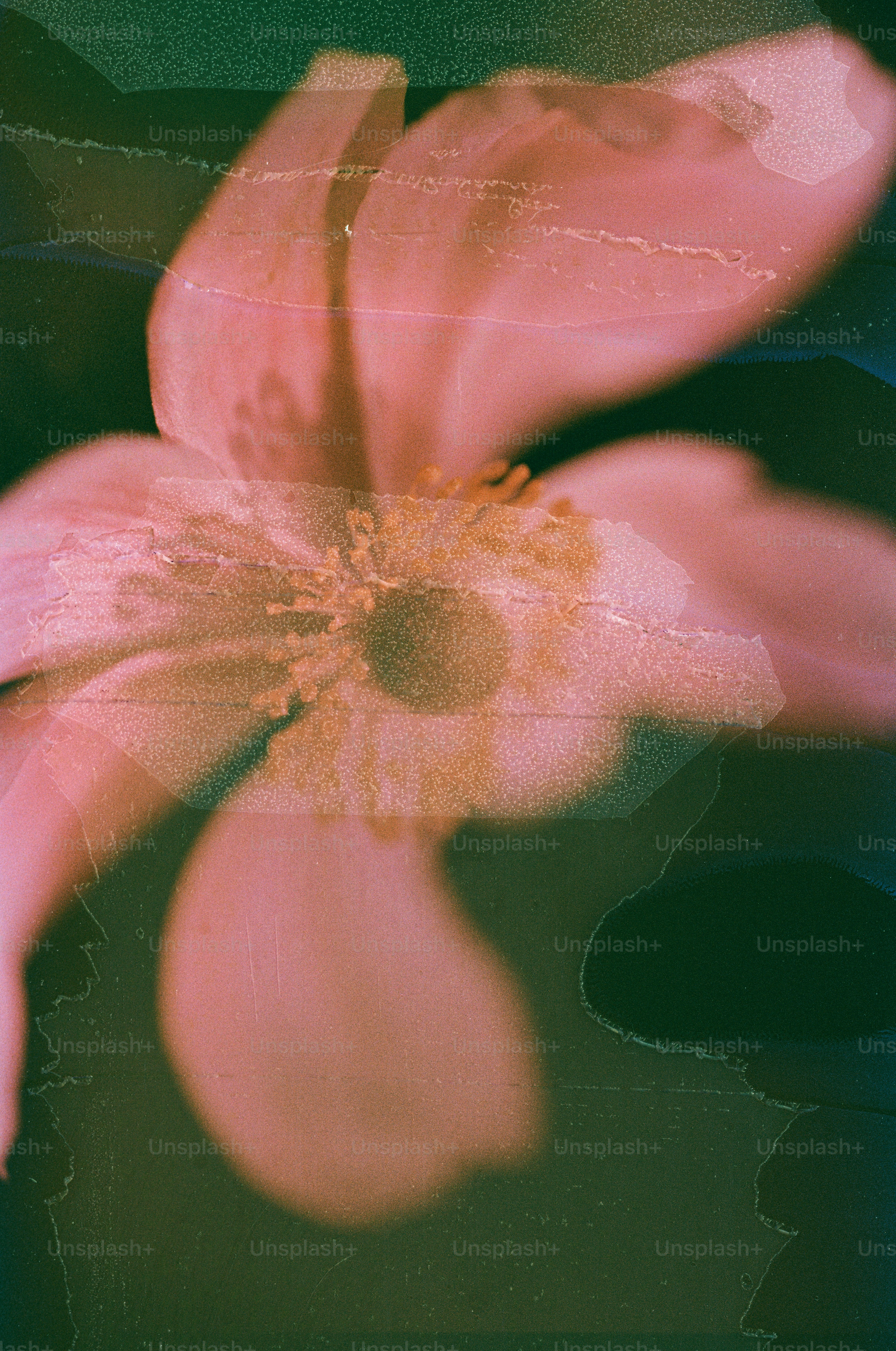 Flor rosa con superposición texturizada y fondo oscuro