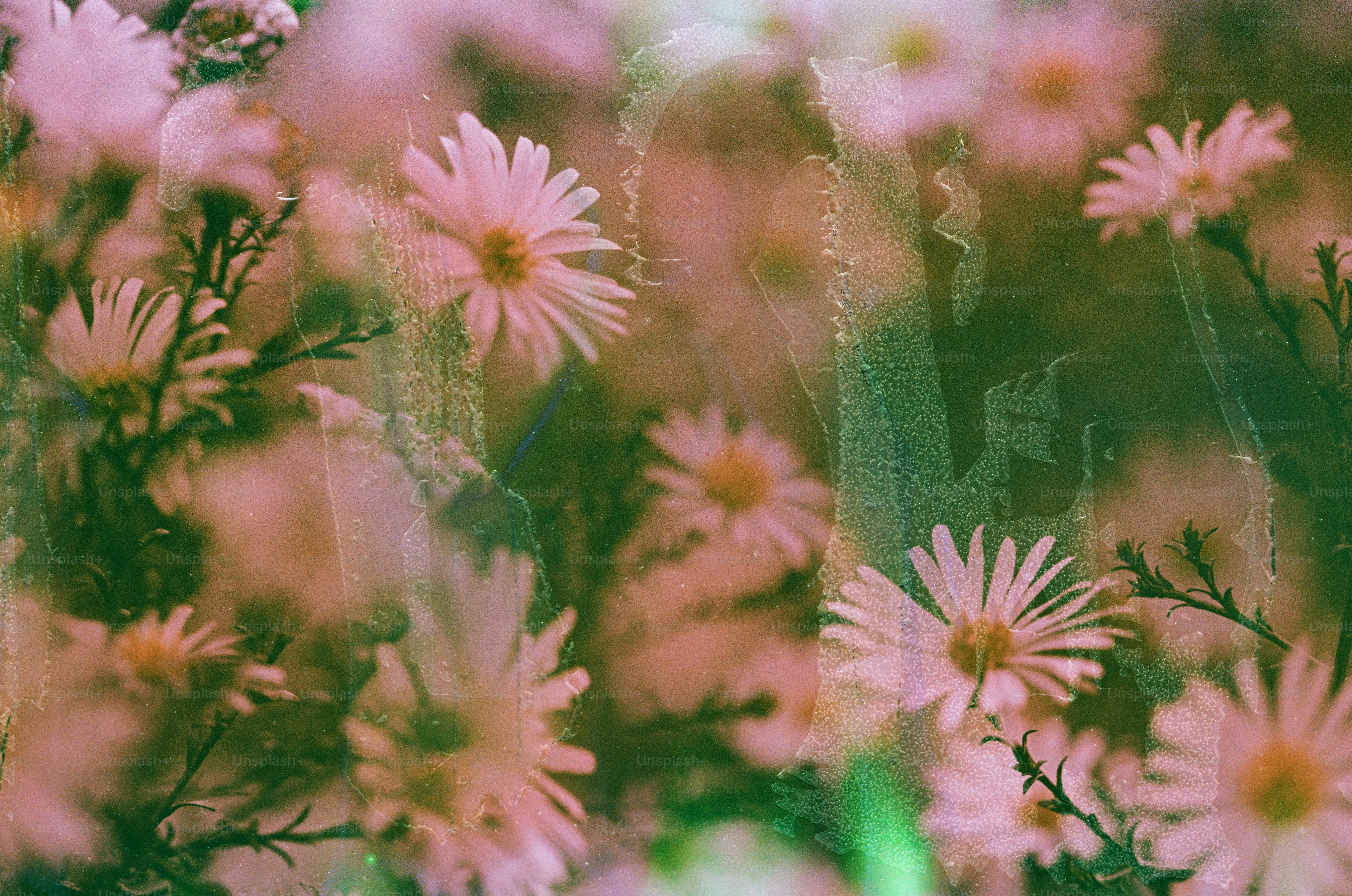 Pink flowers with green stems and leaves.