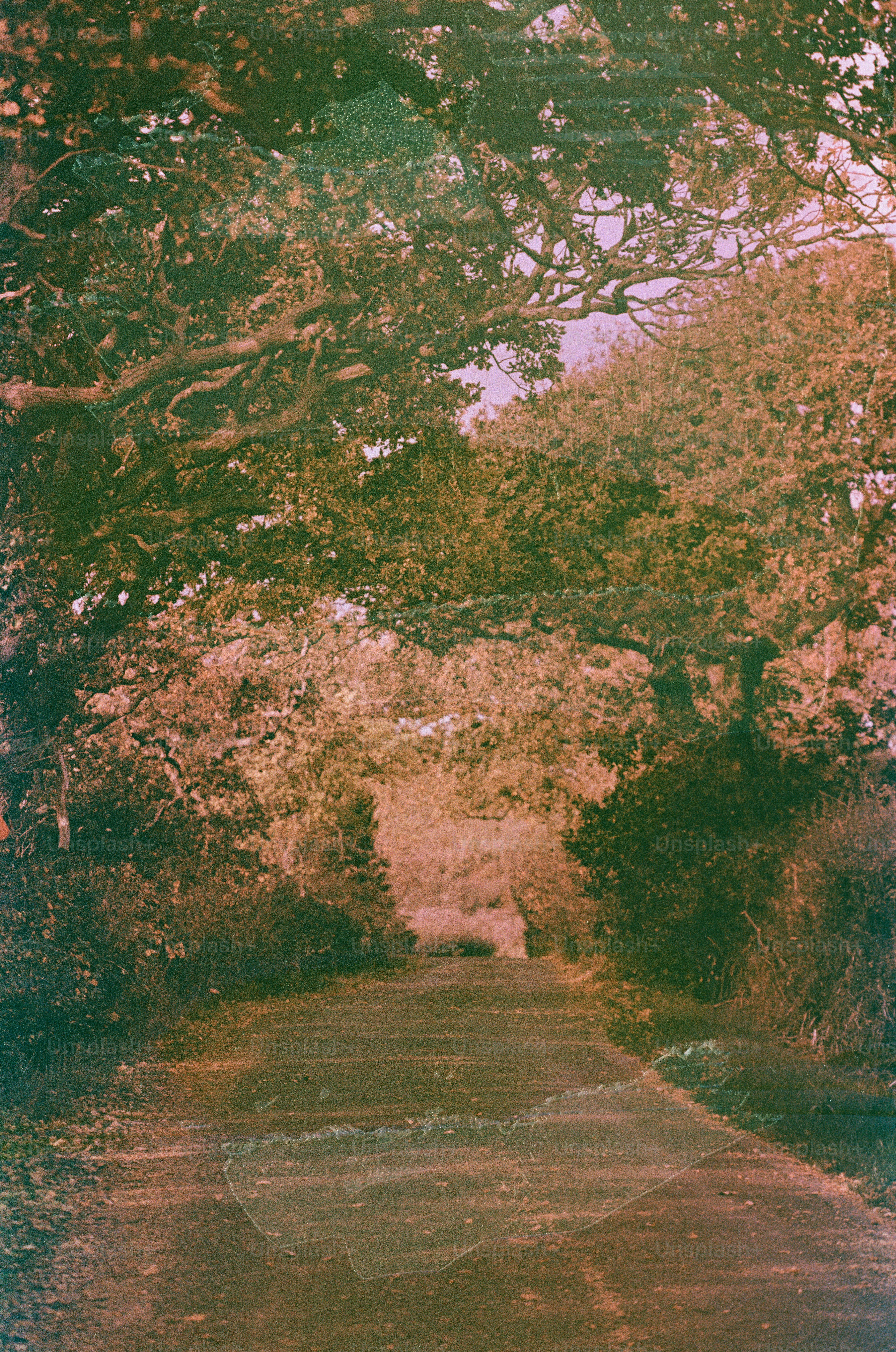 A path leads through a leafy green and pink forest.