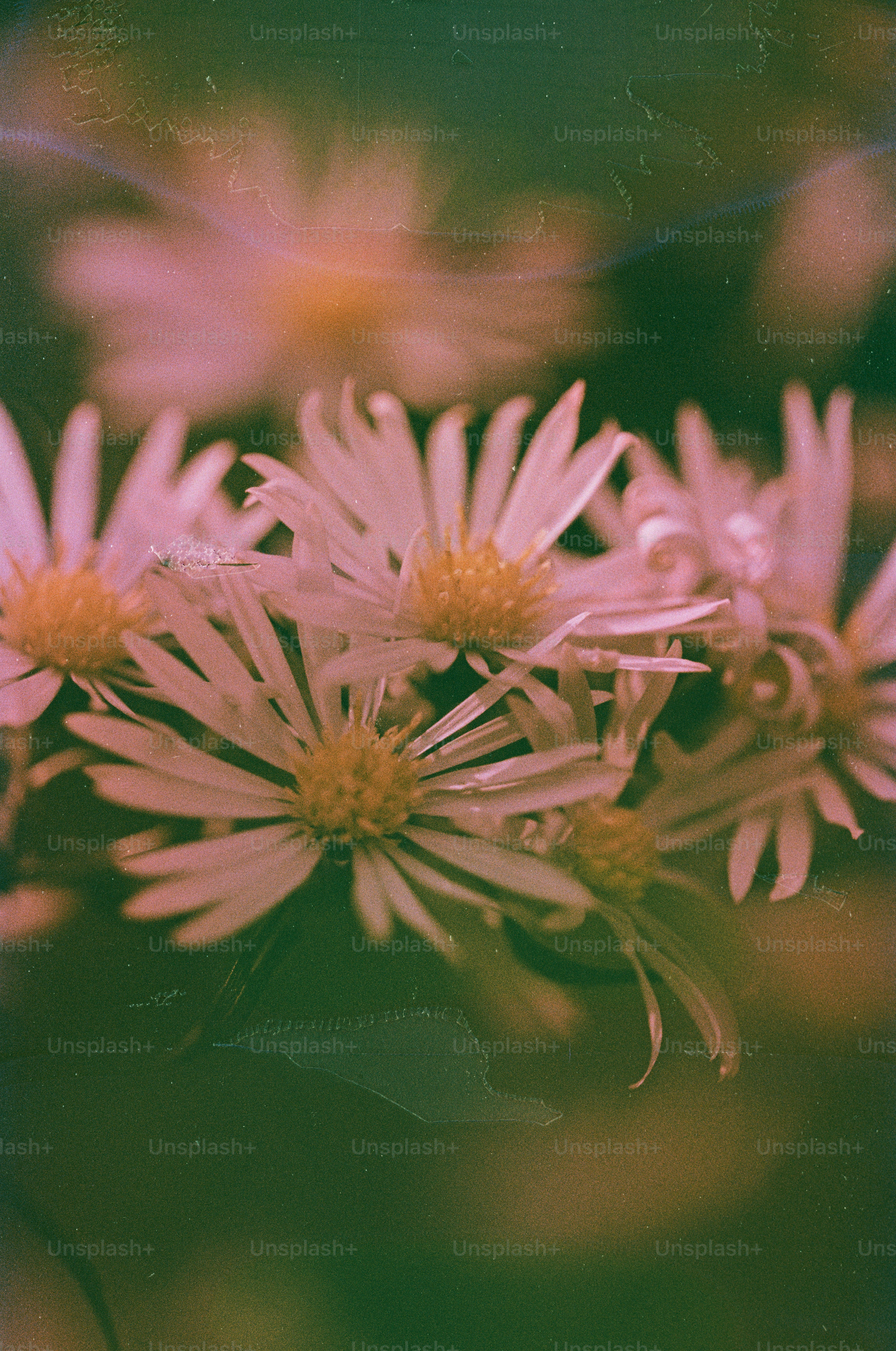 Close-up of delicate white wildflowers with yellow centers.