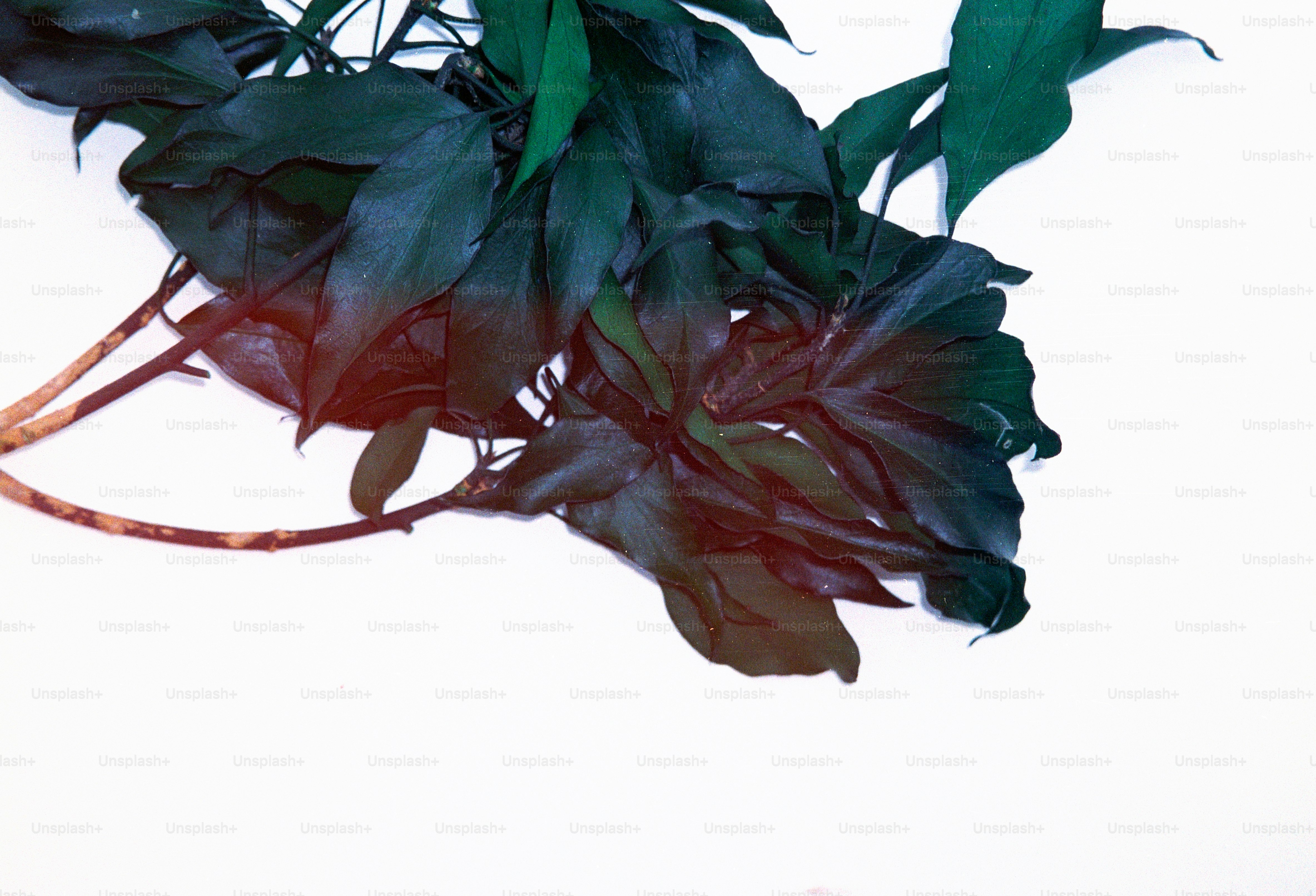 Dark green leaves on a white background