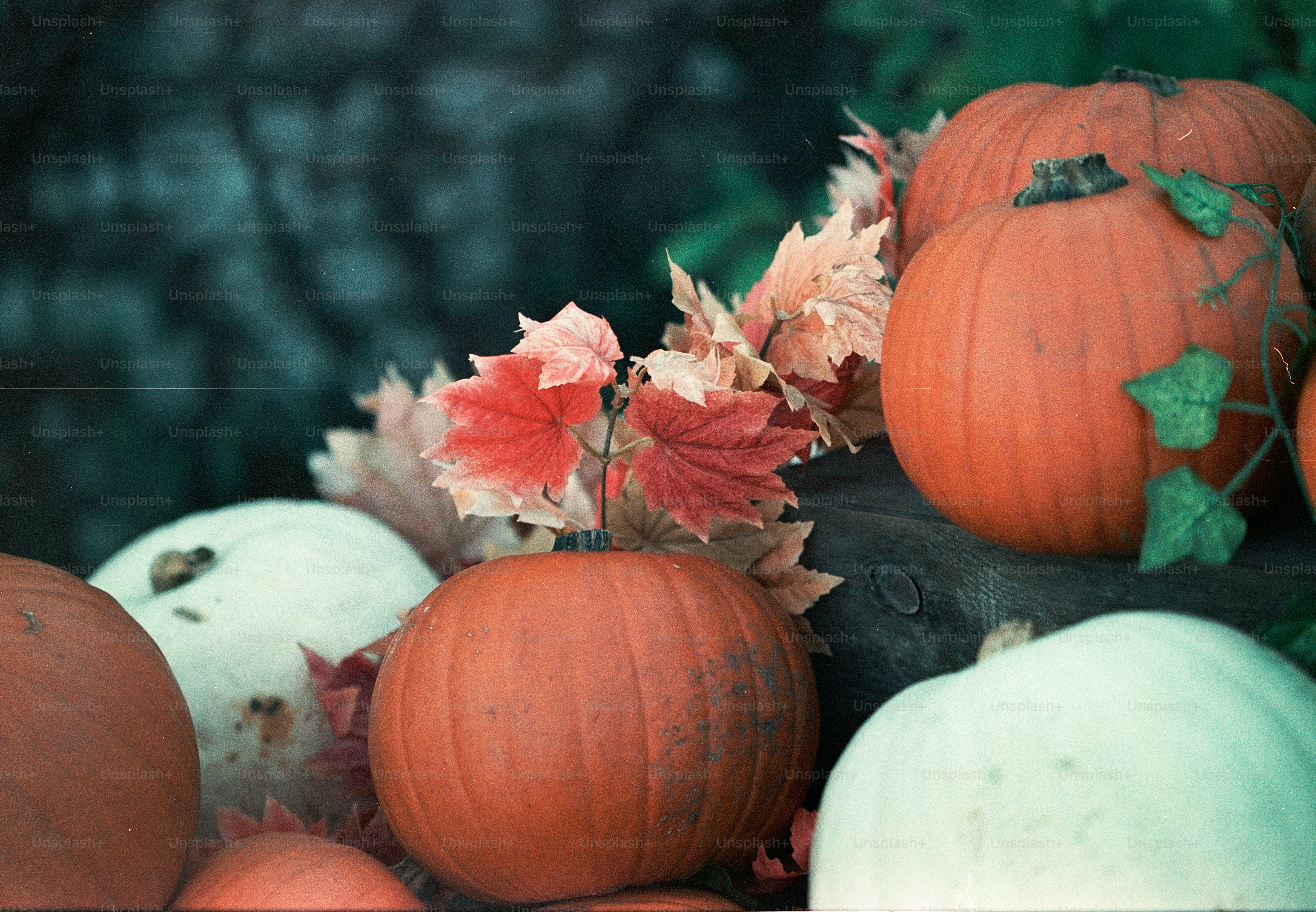 Pumpkins and autumn leaves arranged for display.