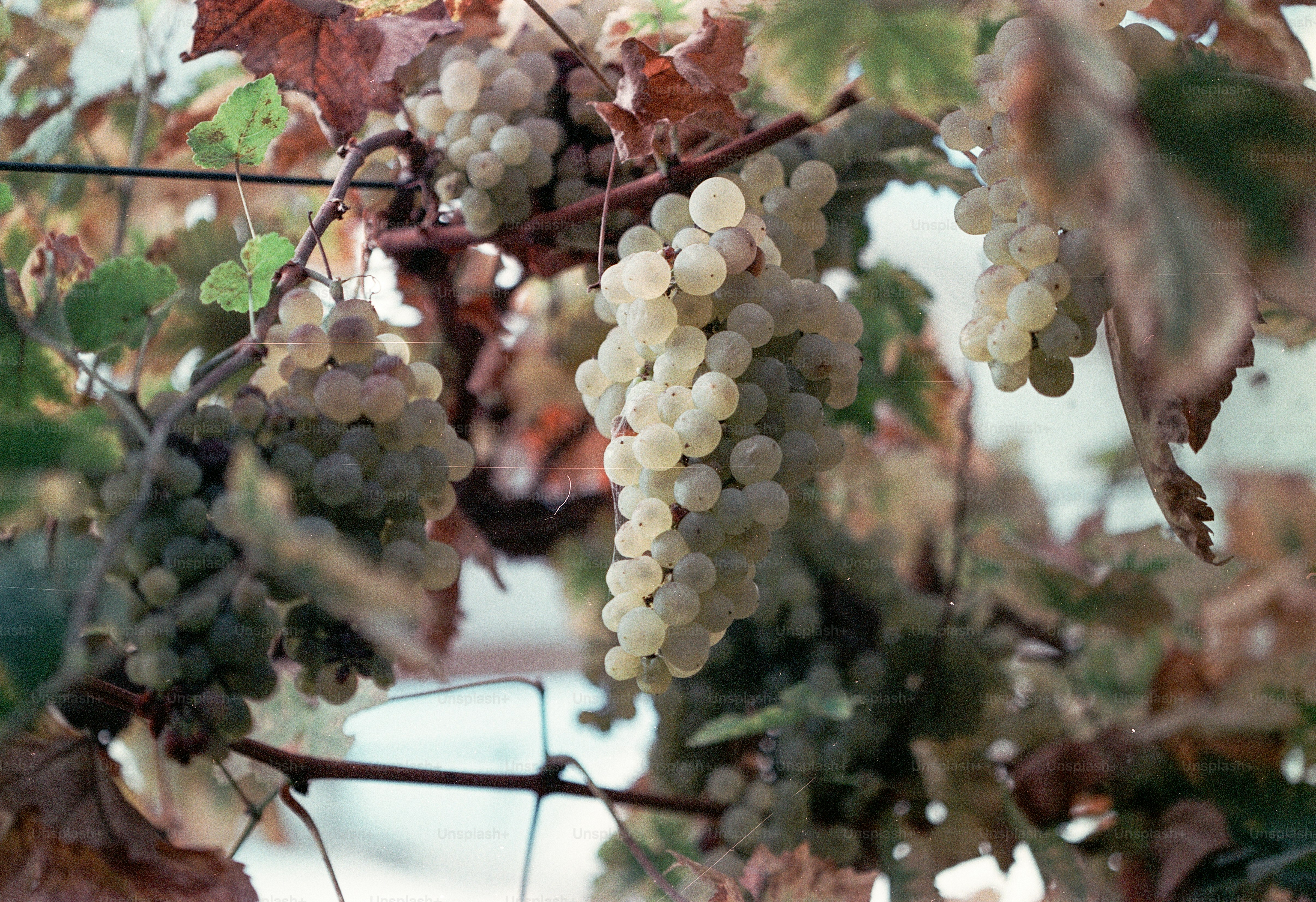 Racimos de uvas rojas maduras en una cepa. foto – Imagen de Víveres en ...