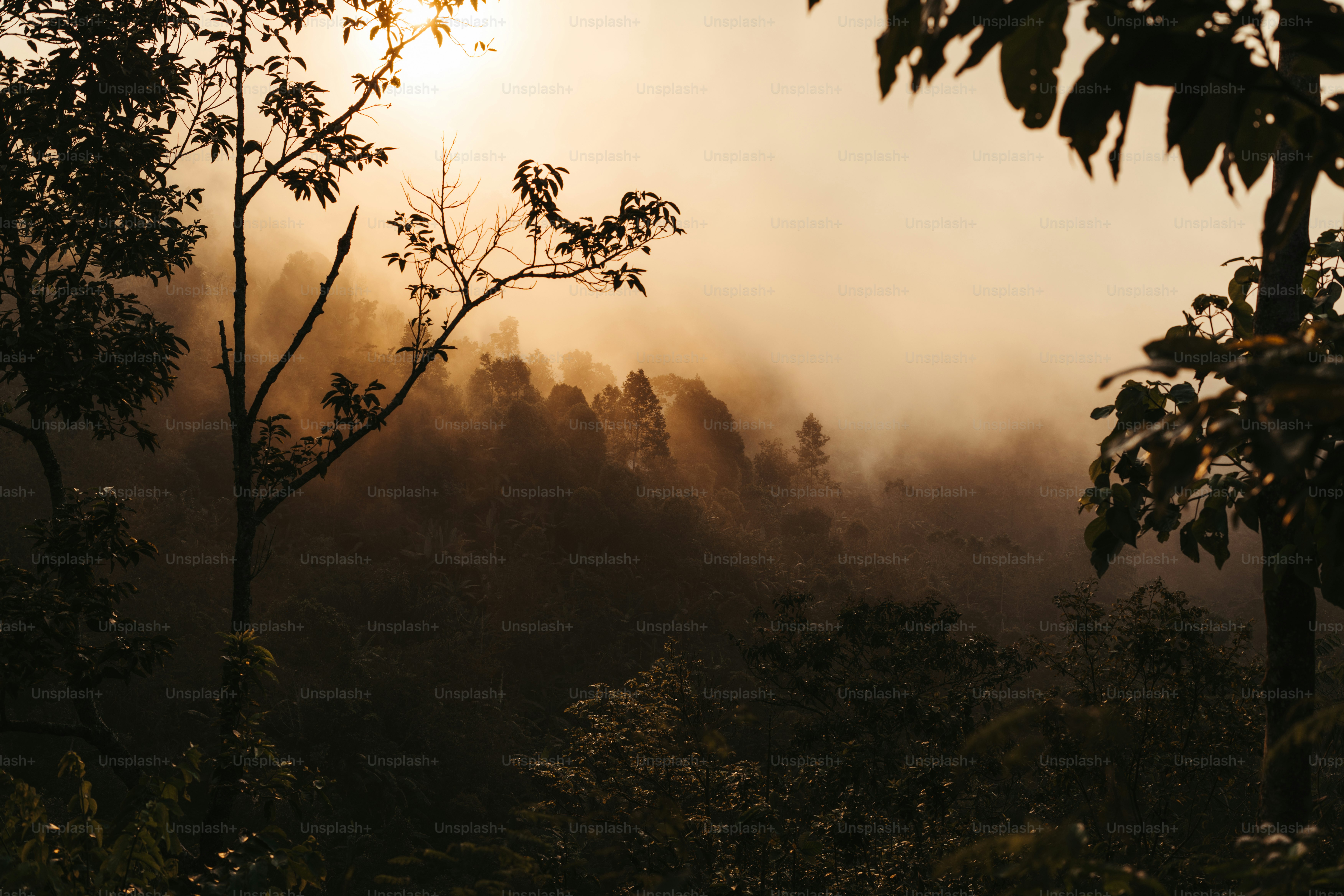 Misty forest landscape with trees at sunrise. photo – Background Image ...