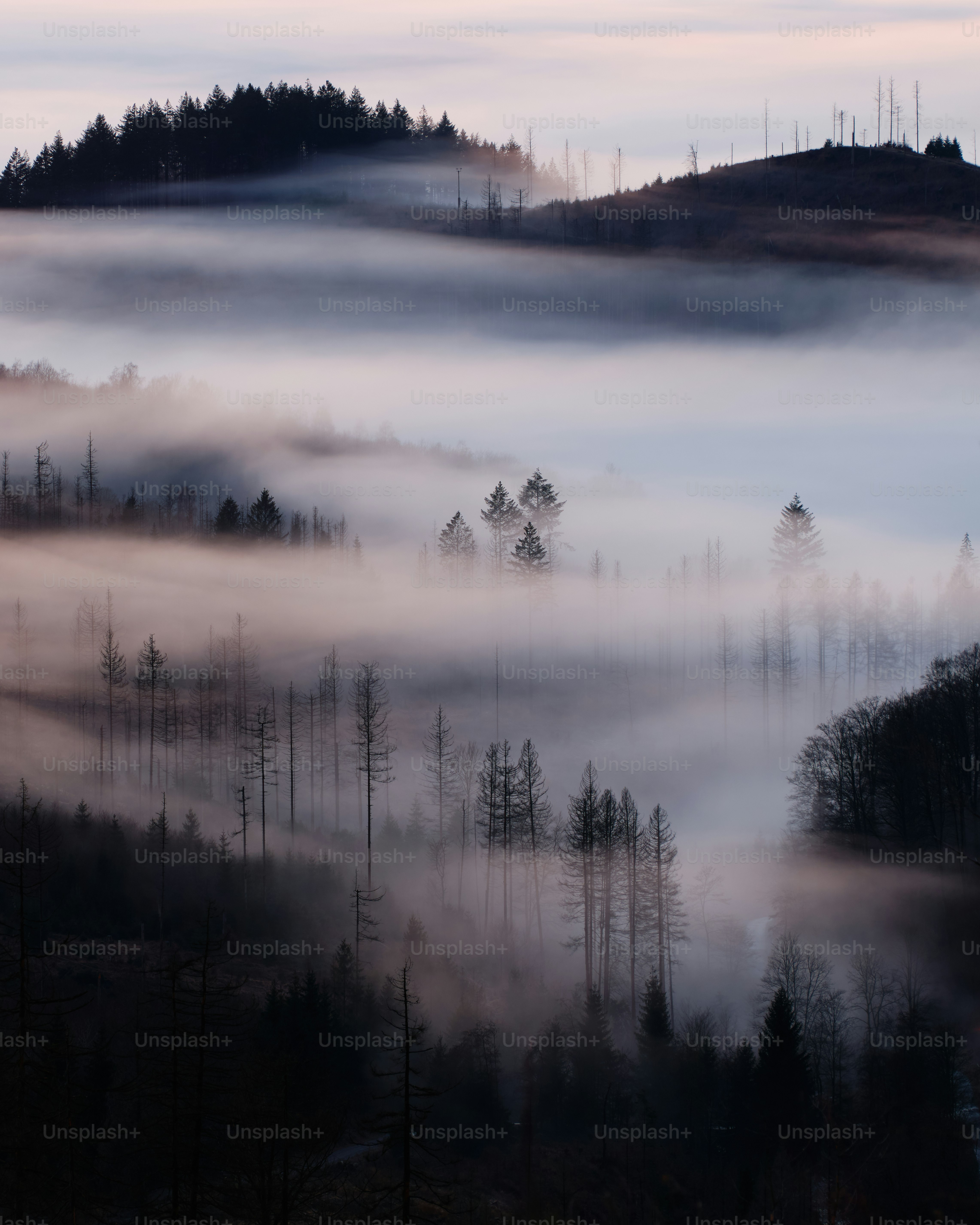 Misty forest landscape at sunrise with silhouetted trees.