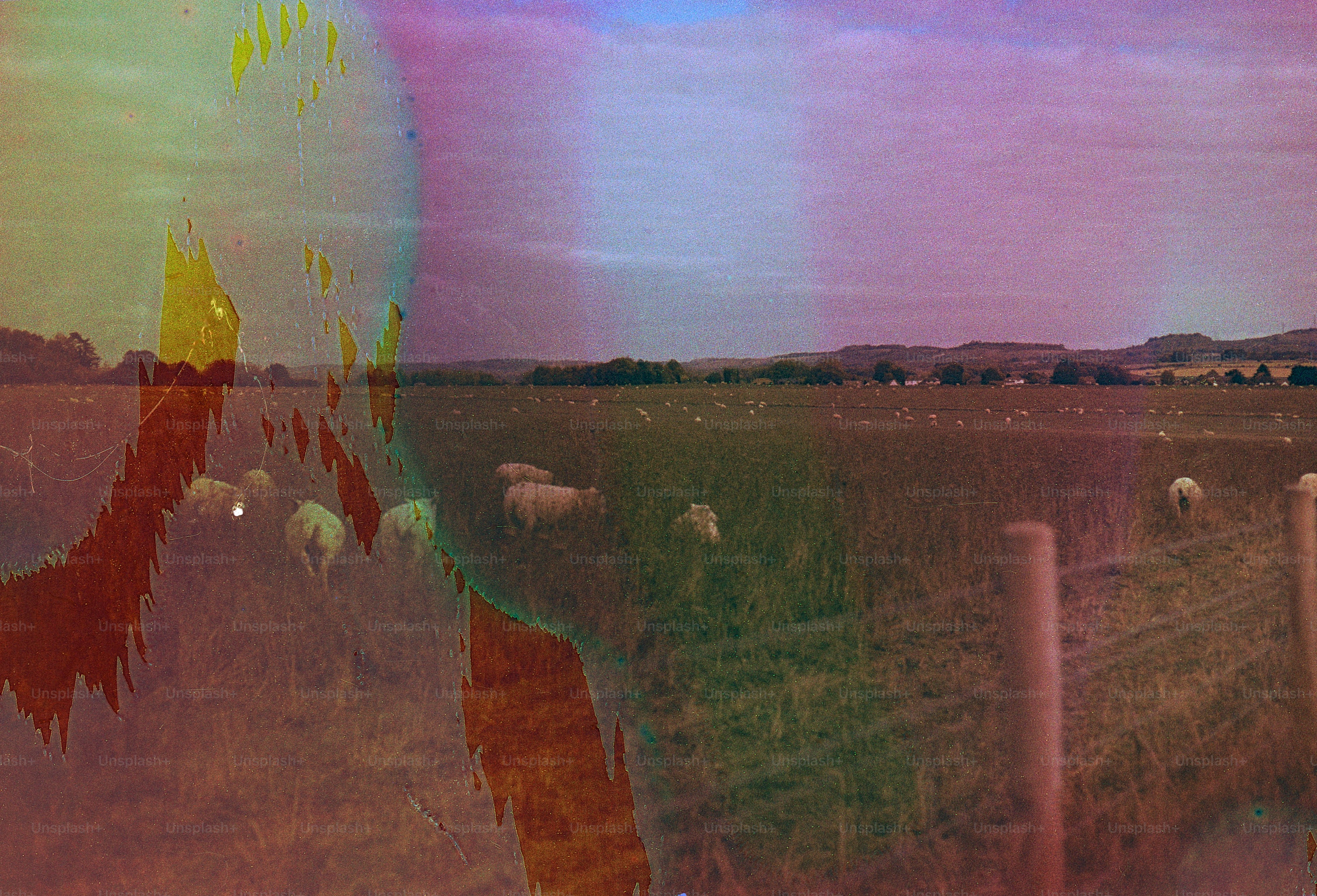 Sheep grazing in a field with colorful overlay.