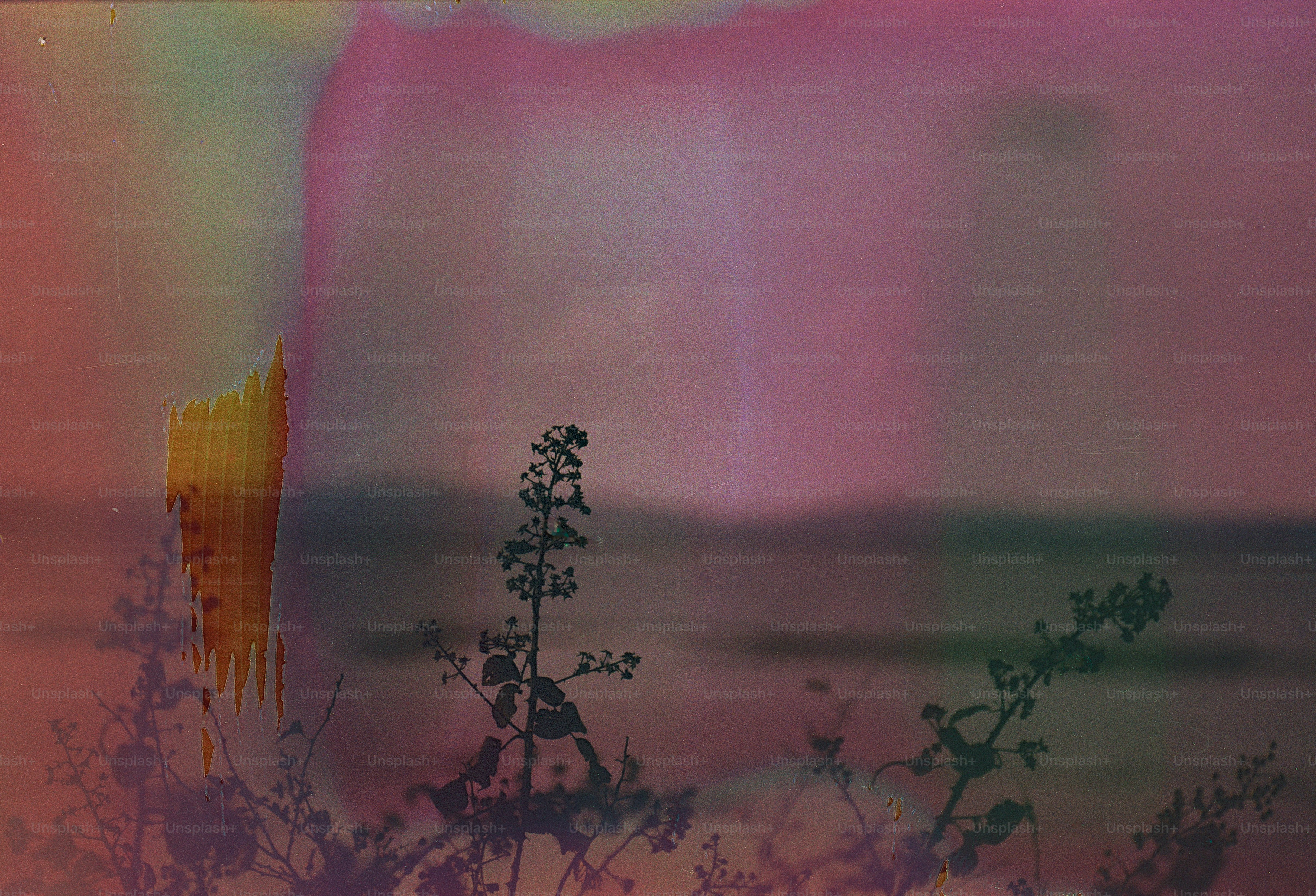 Abstract pink and orange landscape with silhouetted plants