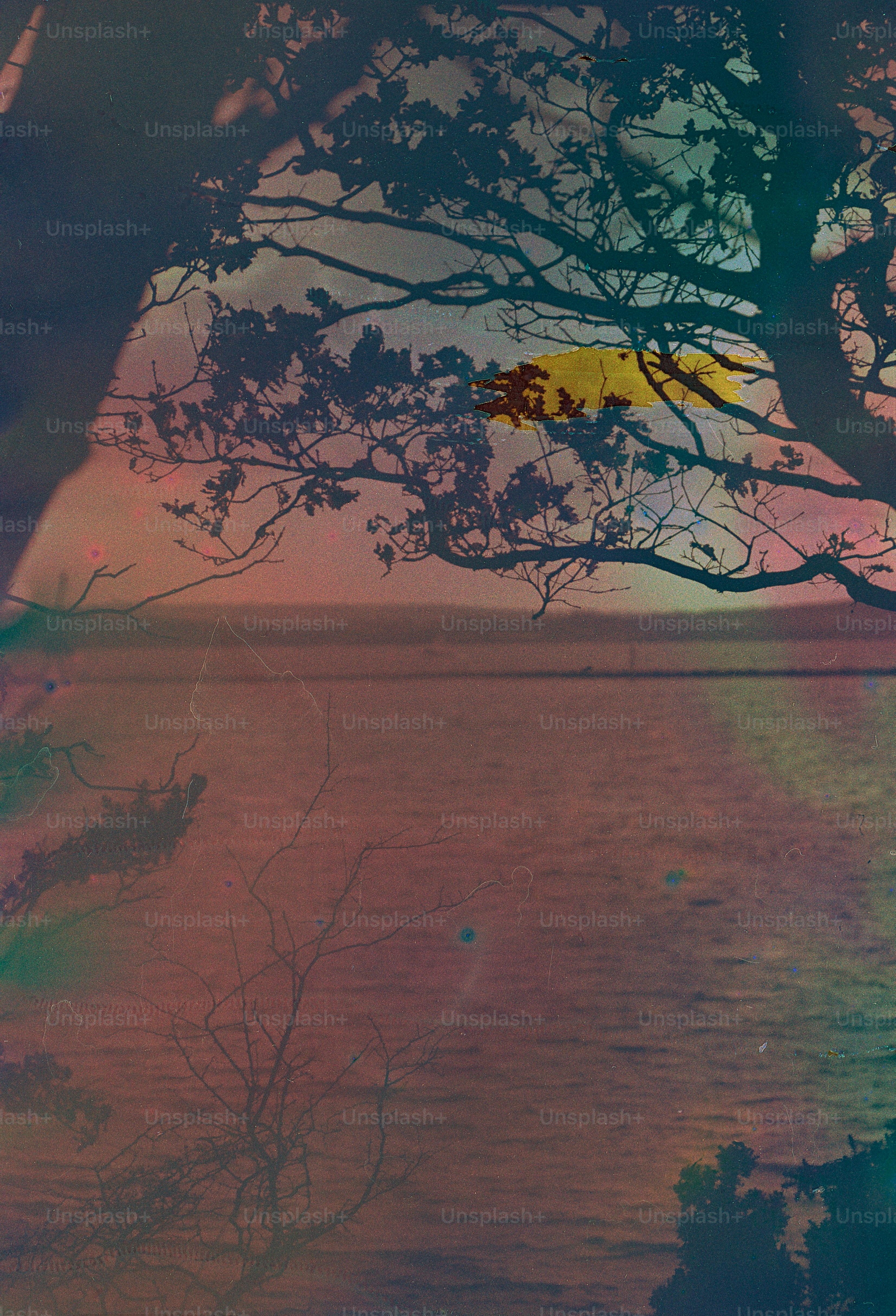 Silhouette of trees against a colorful sky and textured sky.