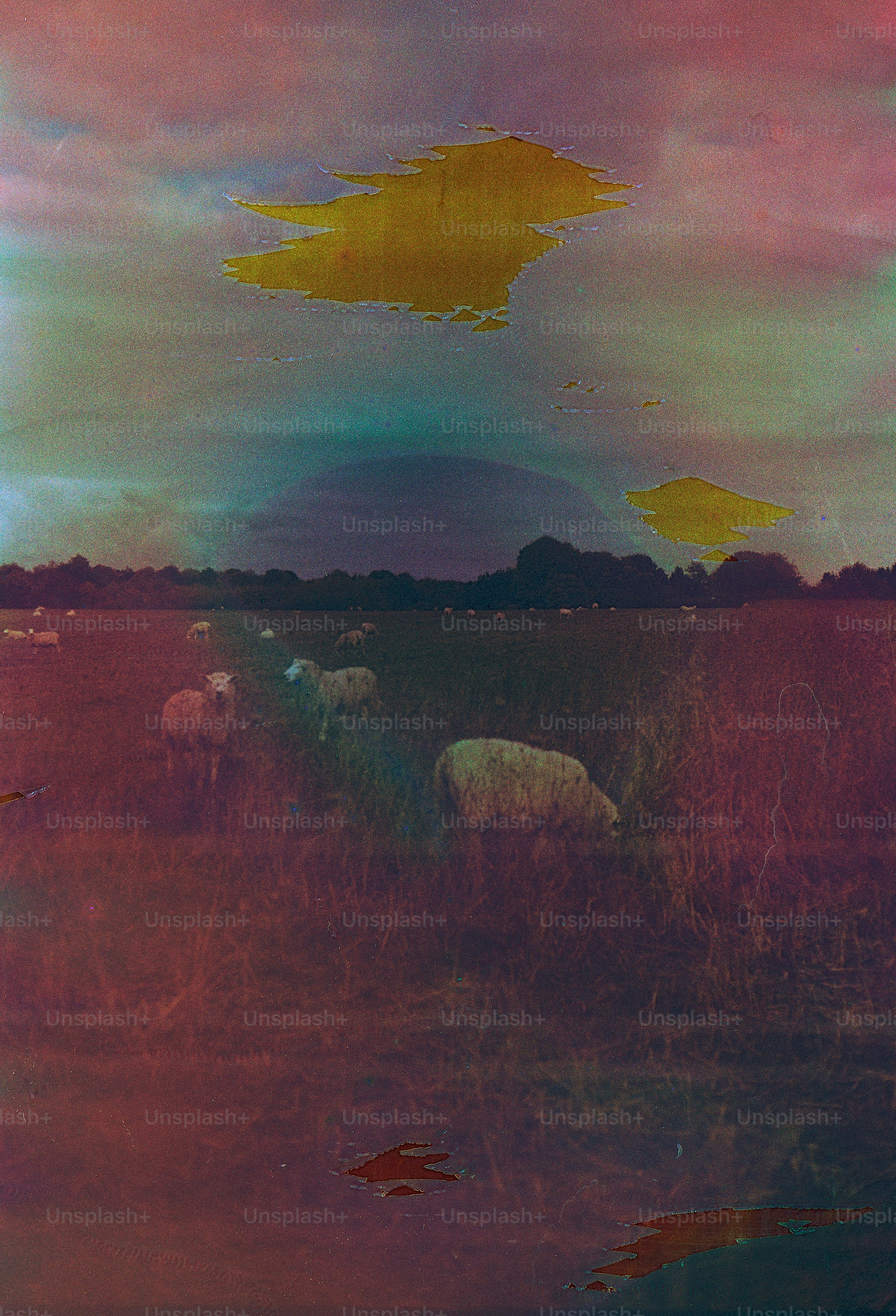 Sheep grazing in a field under a colorful sky