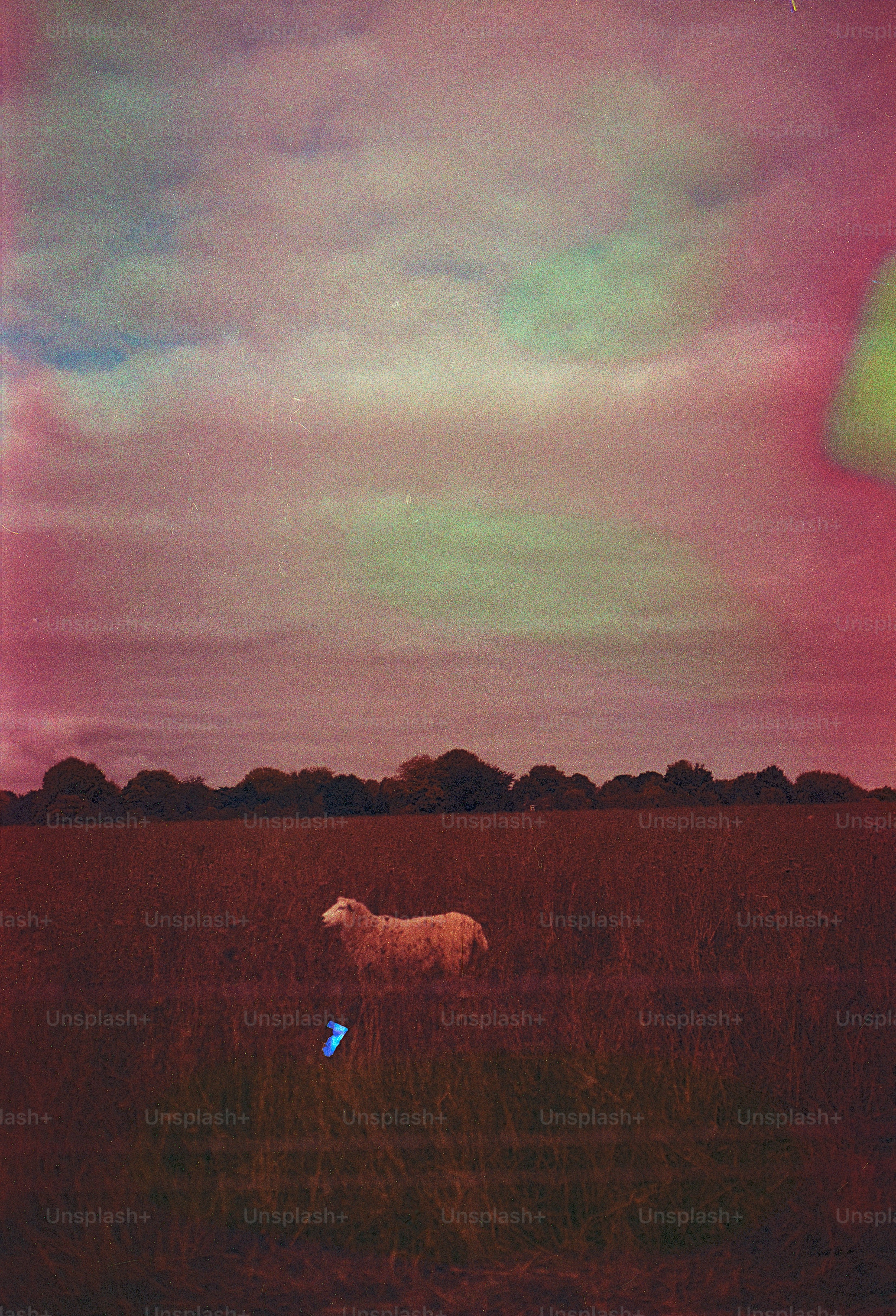 A lone sheep stands in a grassy field.