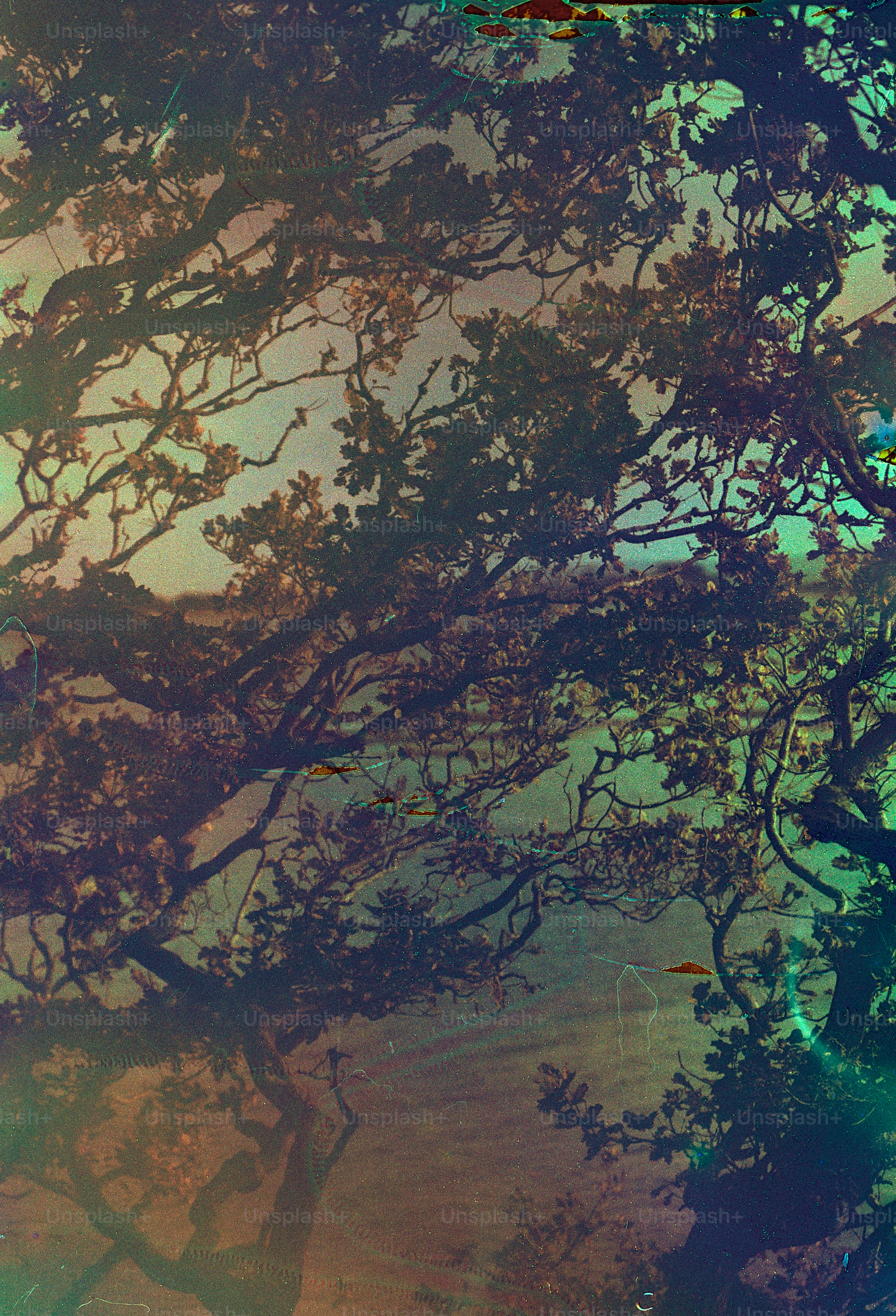 Silhouetted tree branches against a colorful, textured background.