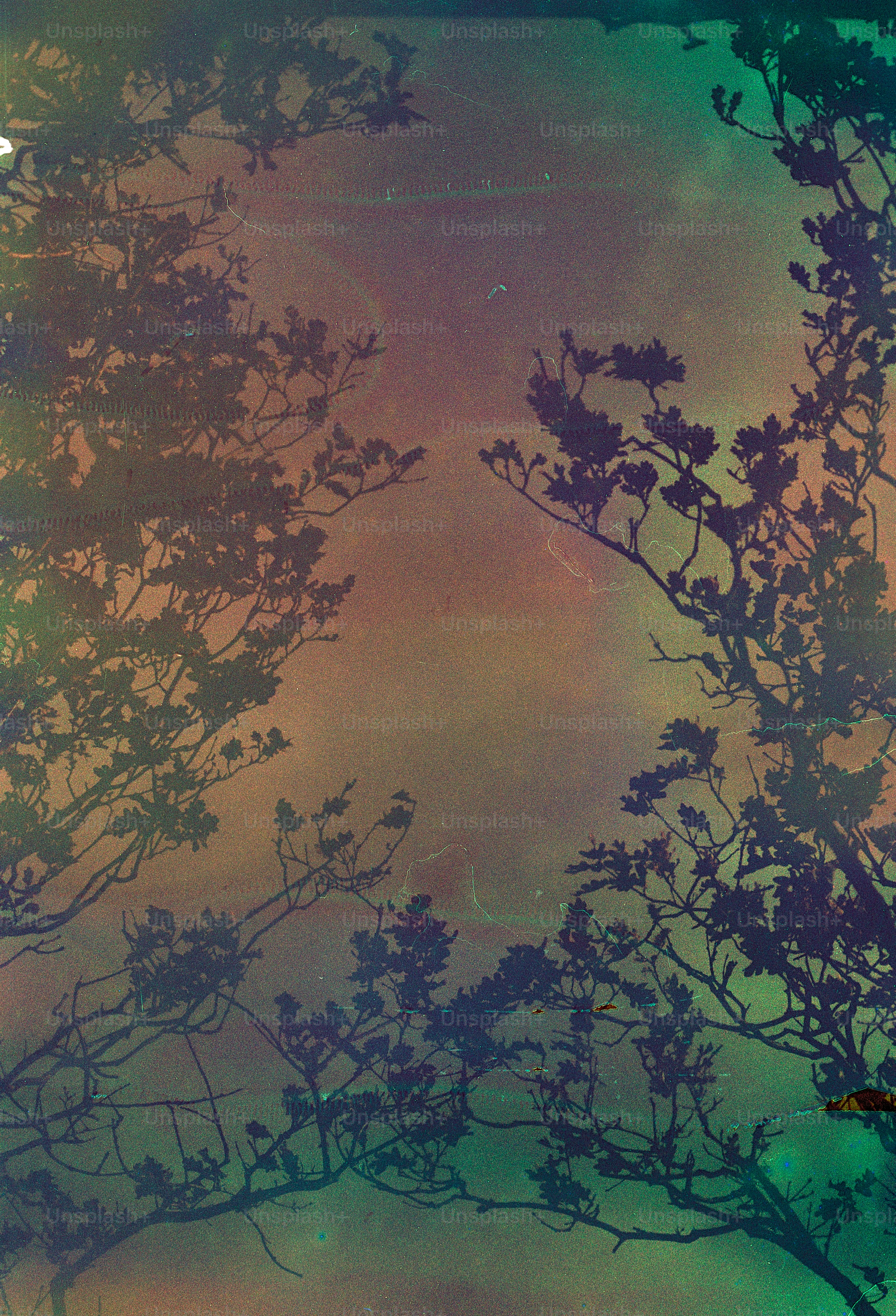 Silhouetted trees against a colorful, textured sky.