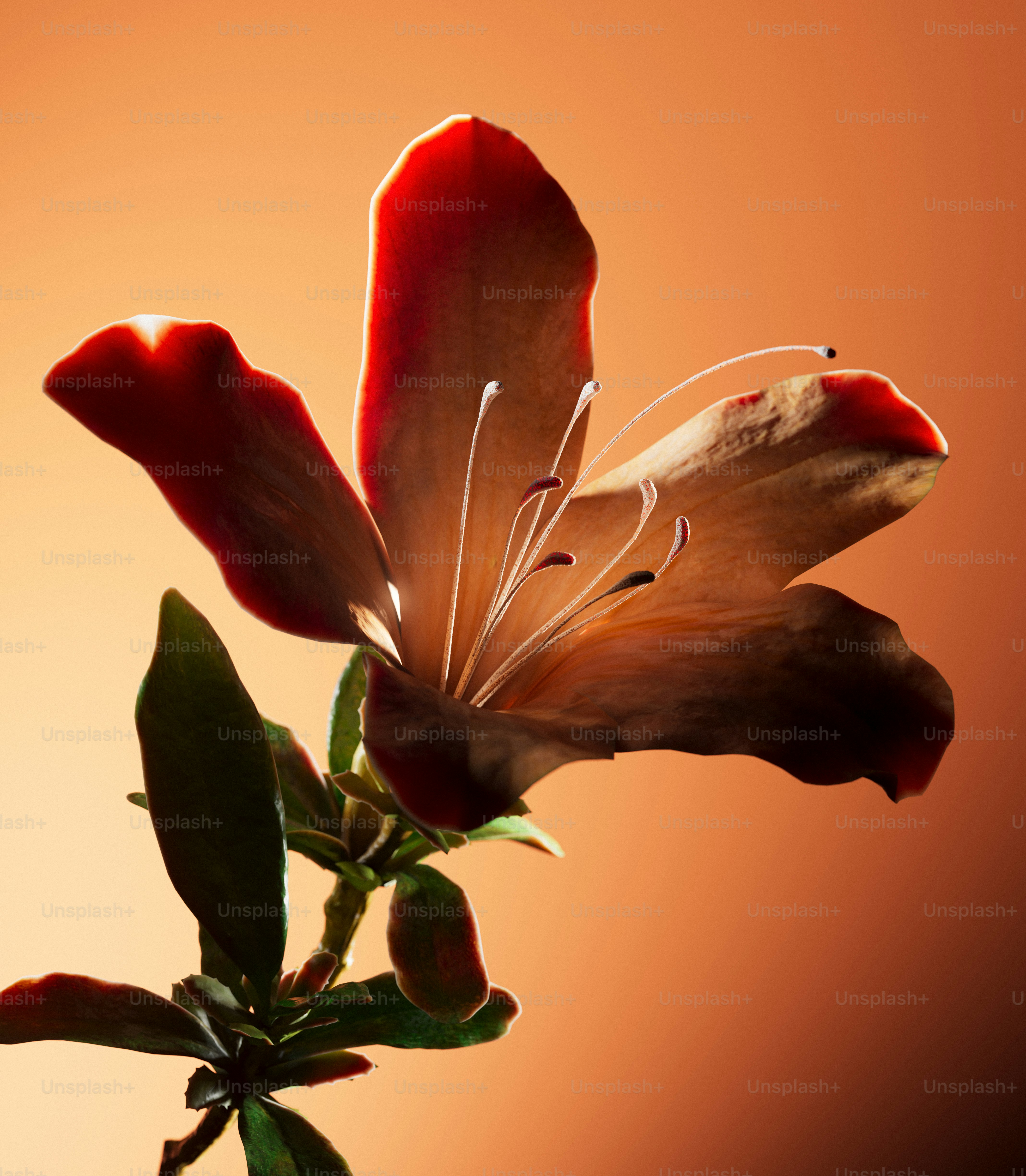 A single flower with glowing red edges.