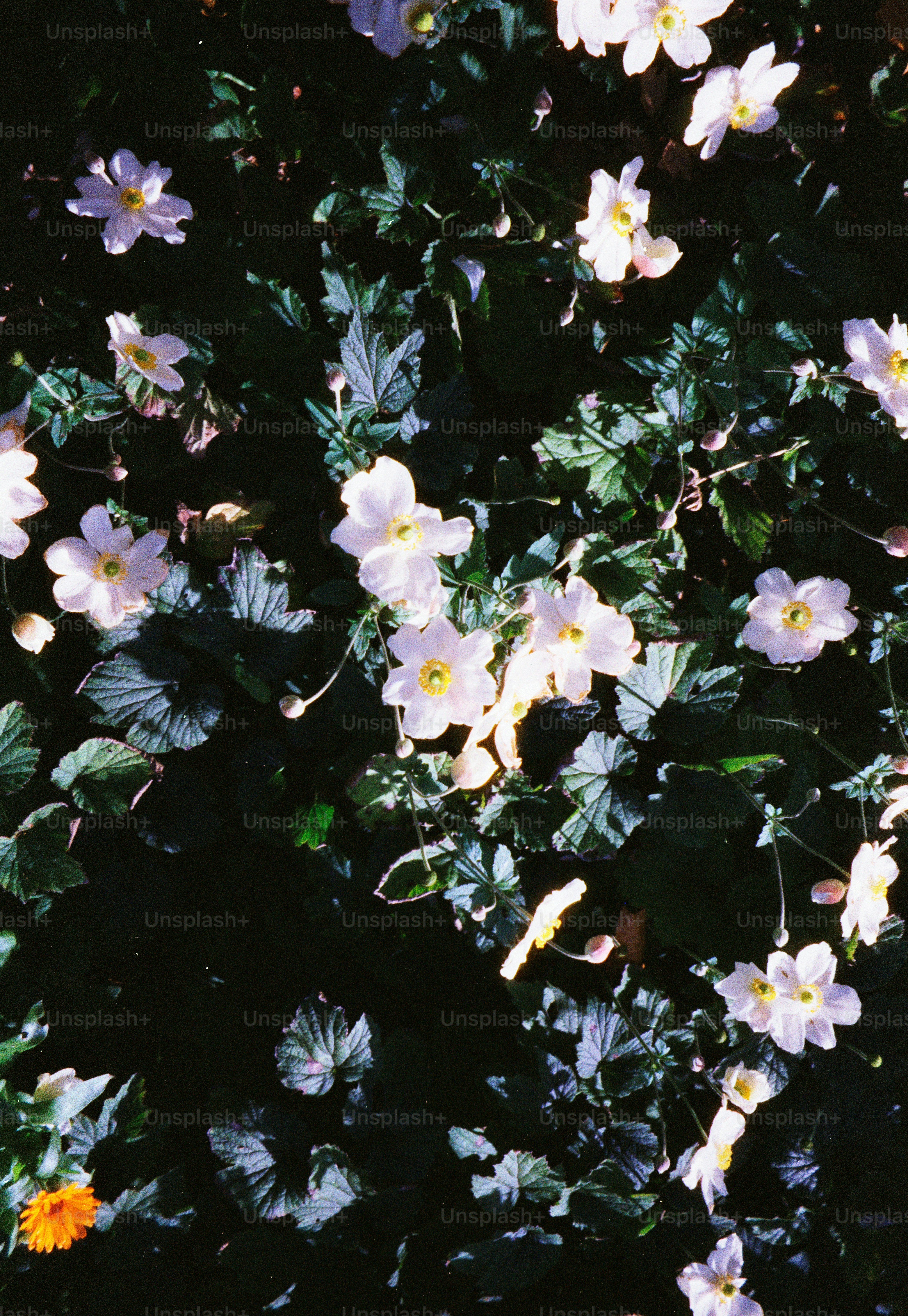 White flowers bloom among dark green leaves.