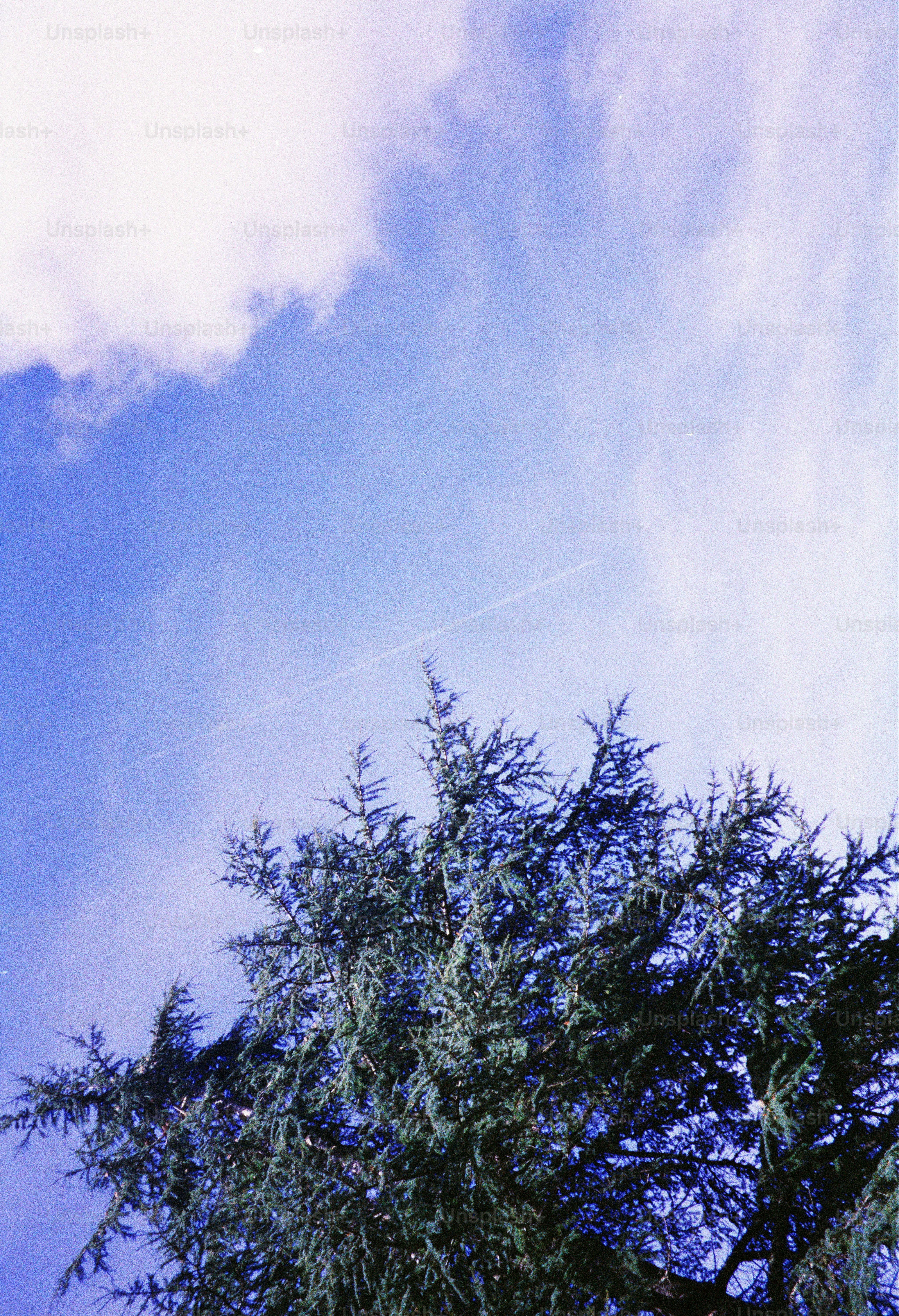 Green tree branches against a blue sky with clouds.