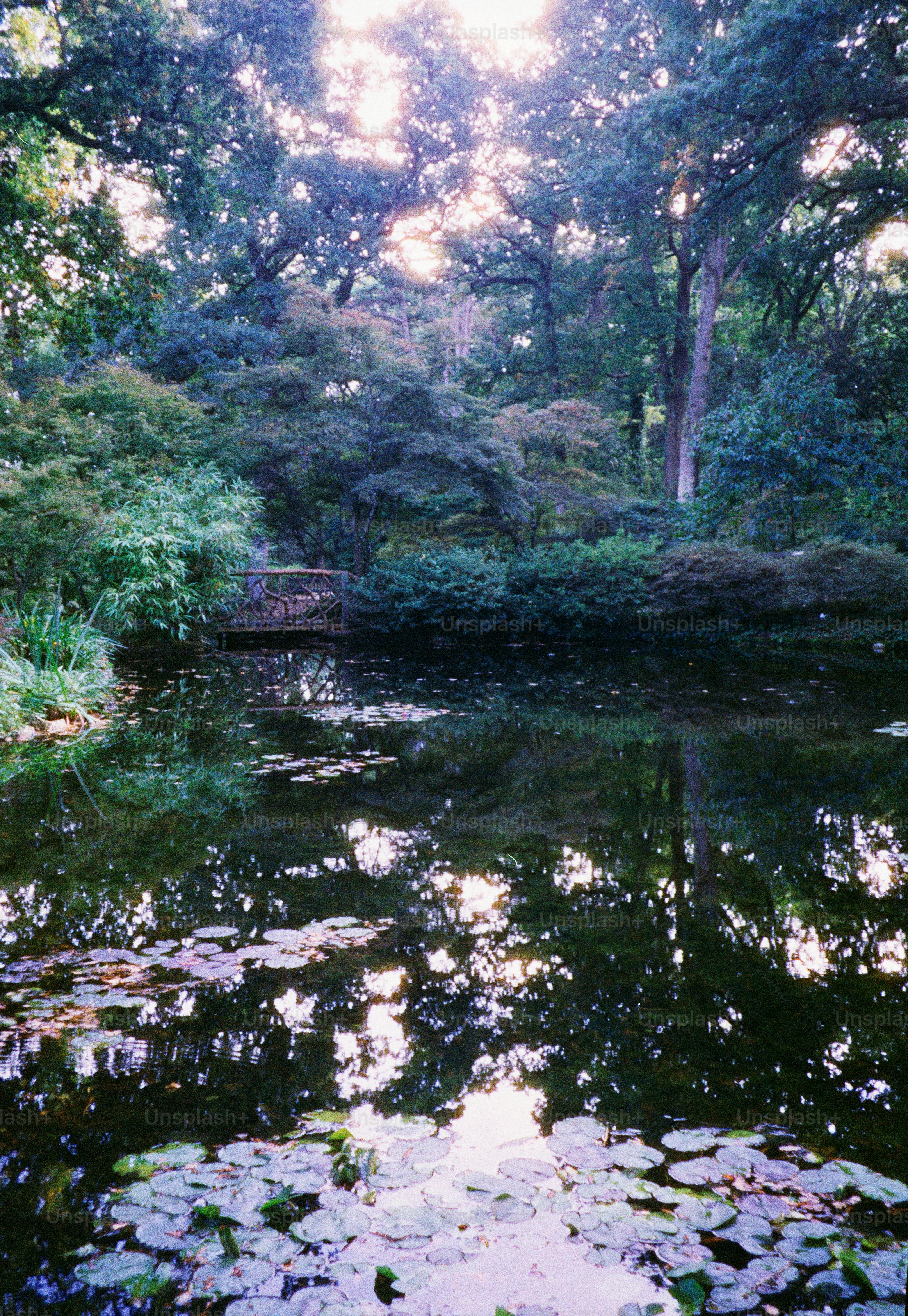 Tranquil pond reflecting lush green trees and sunlight