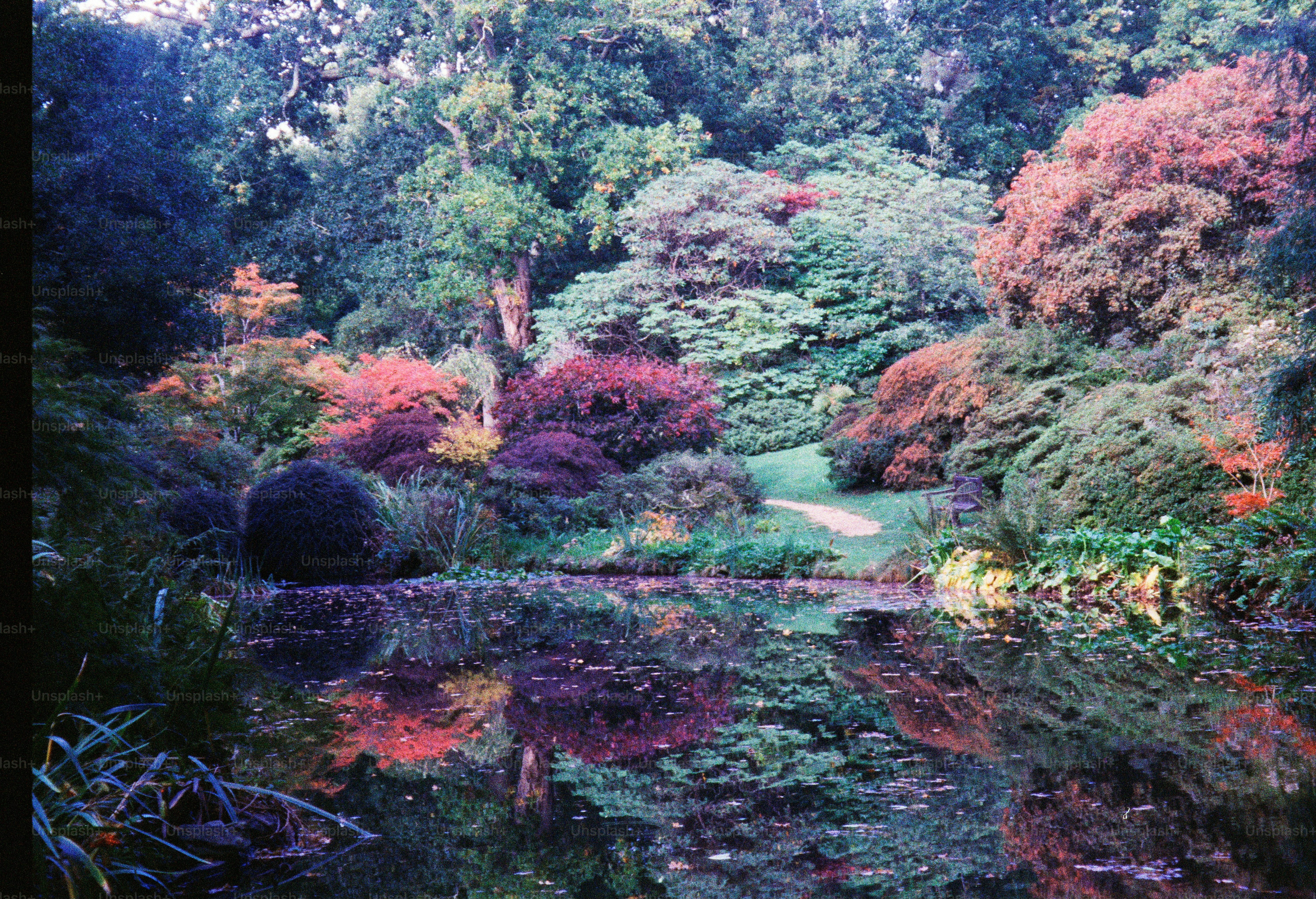 Colorful garden with a pond and reflections