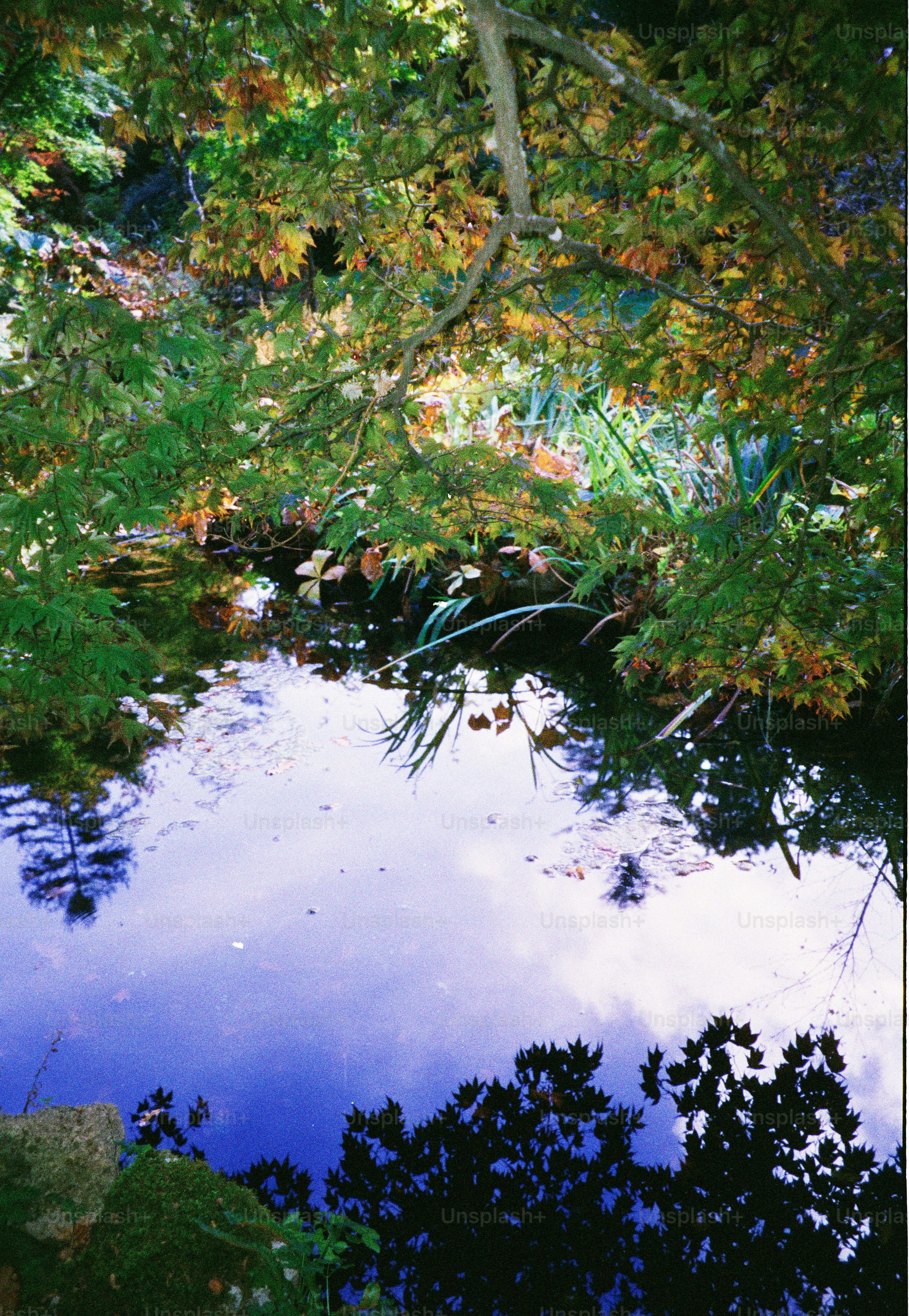 A tranquil pond reflecting trees and sky in autumn.