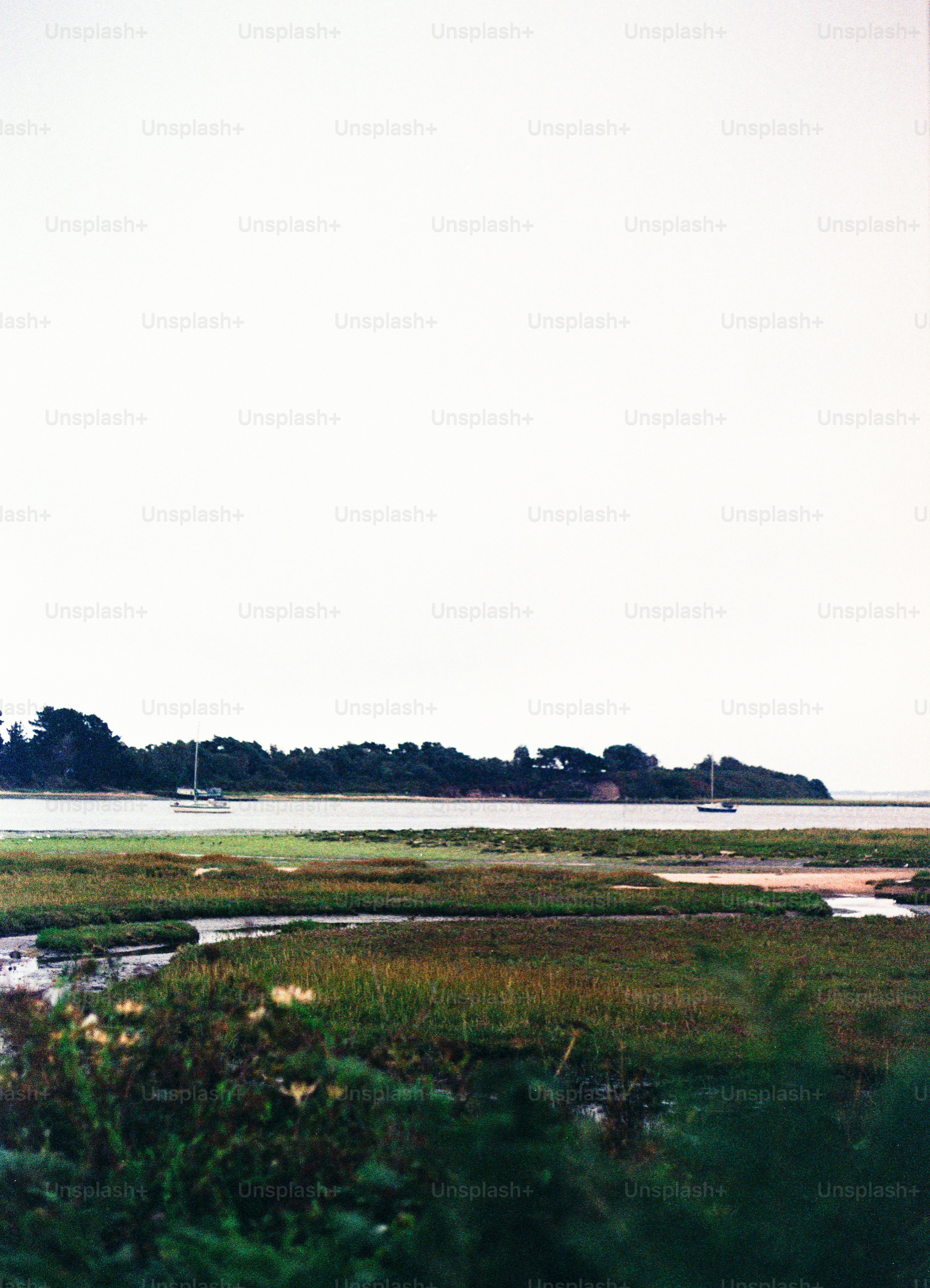 Sailboats on a calm bay with marsh grasses.