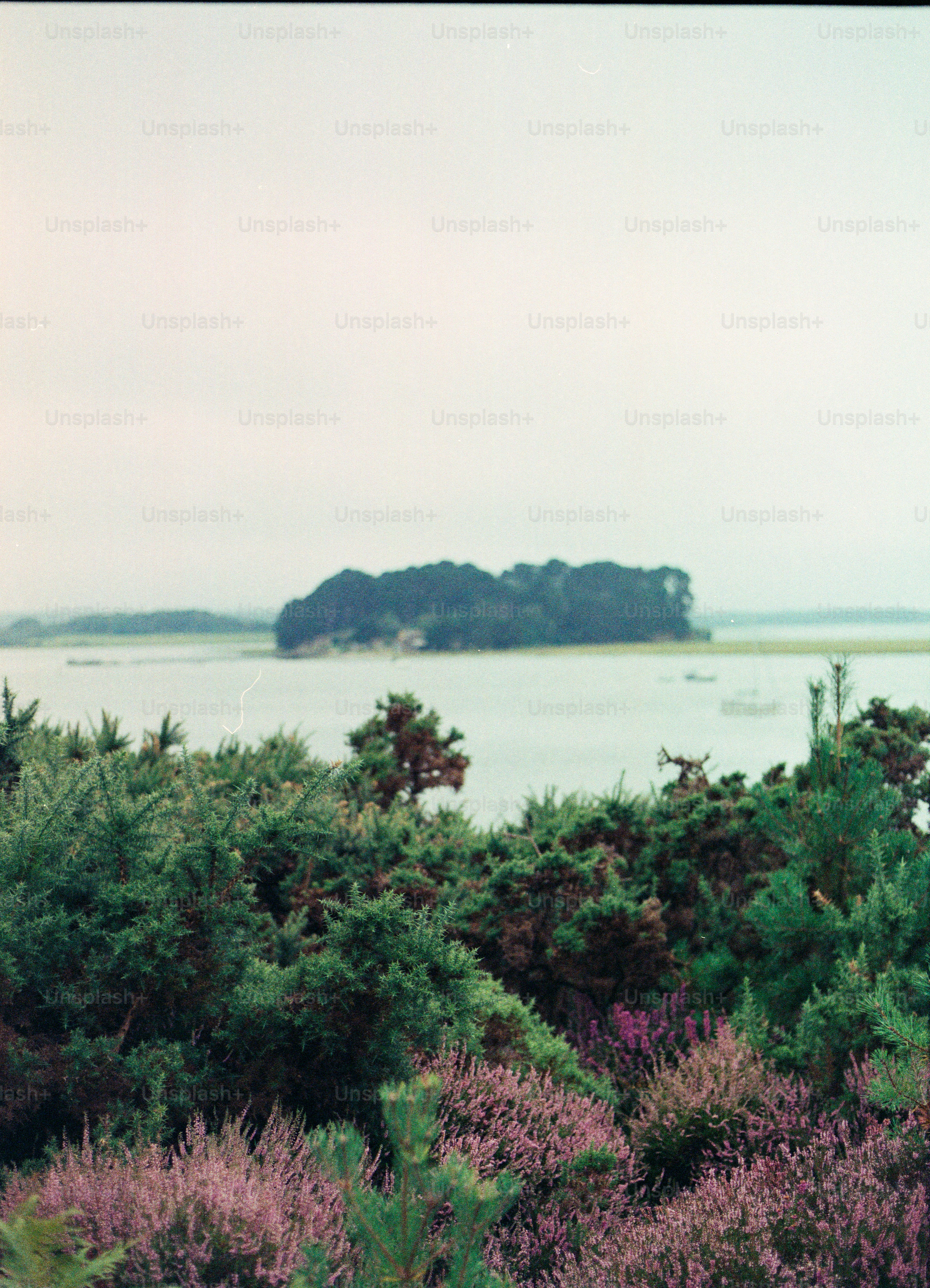 Island covered in trees surrounded by water