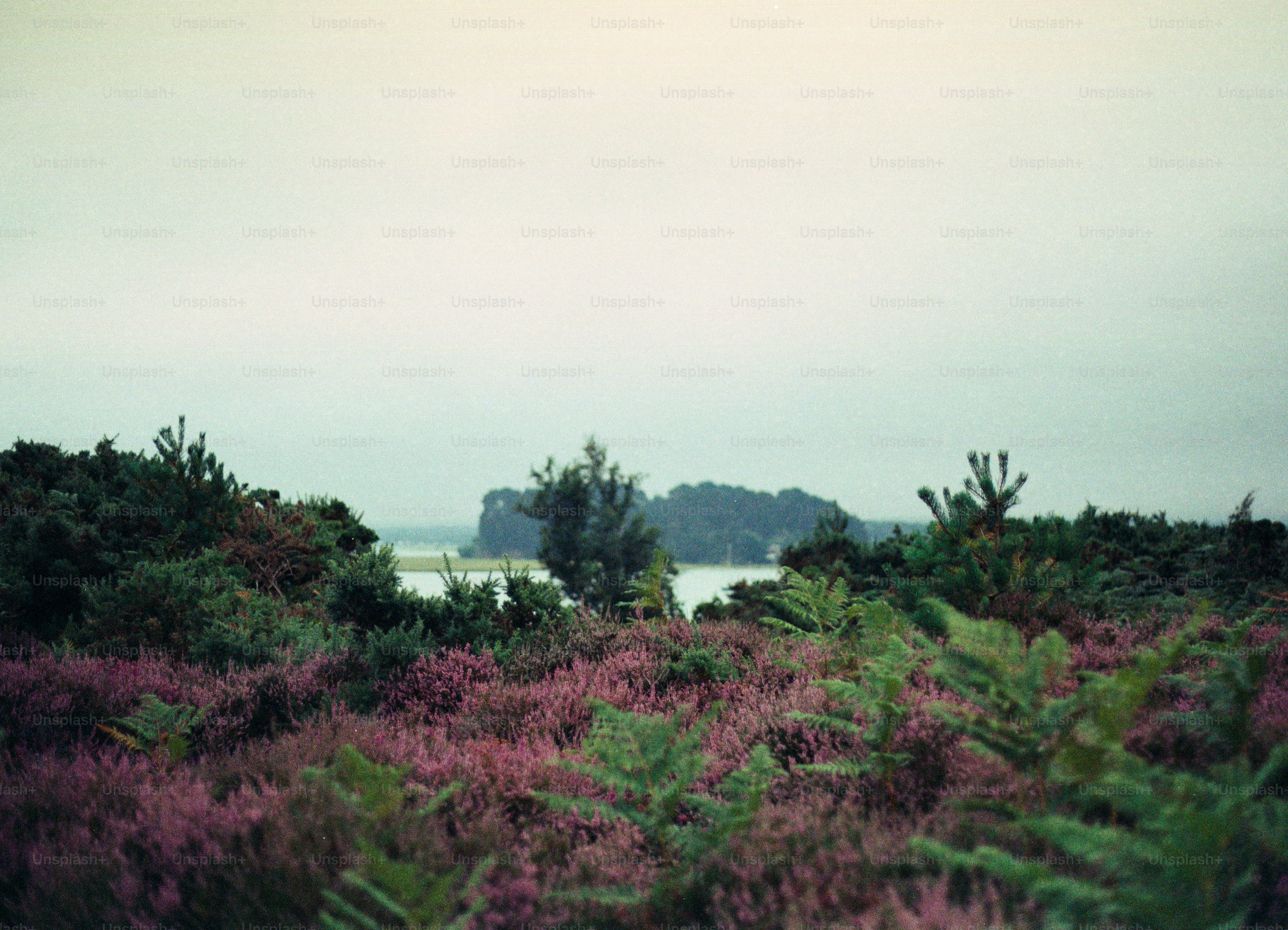 Heidekraut und Farne mit fernen Inseln und Wasser
