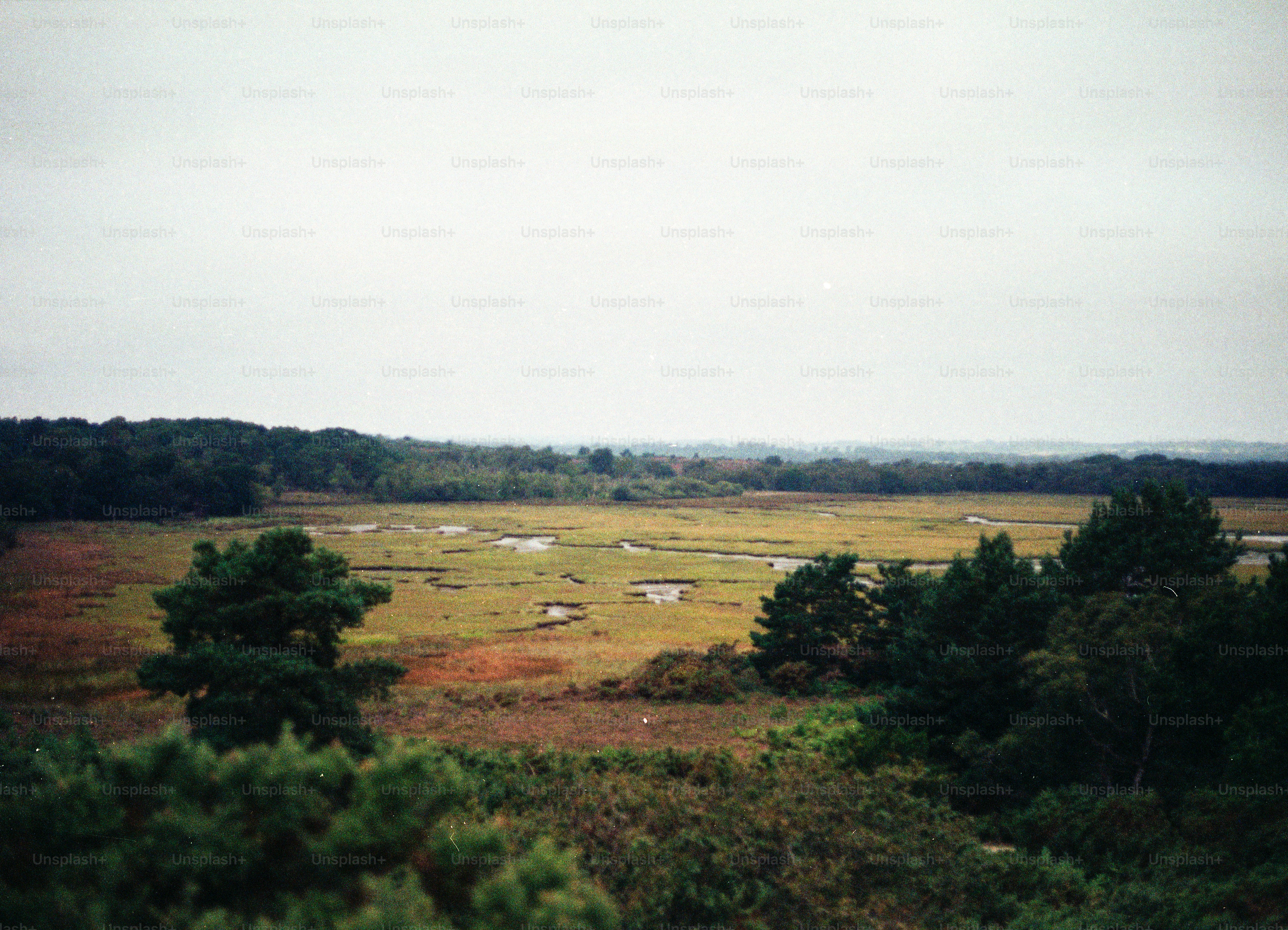 Extenso pântano com piscinas e árvores espalhadas