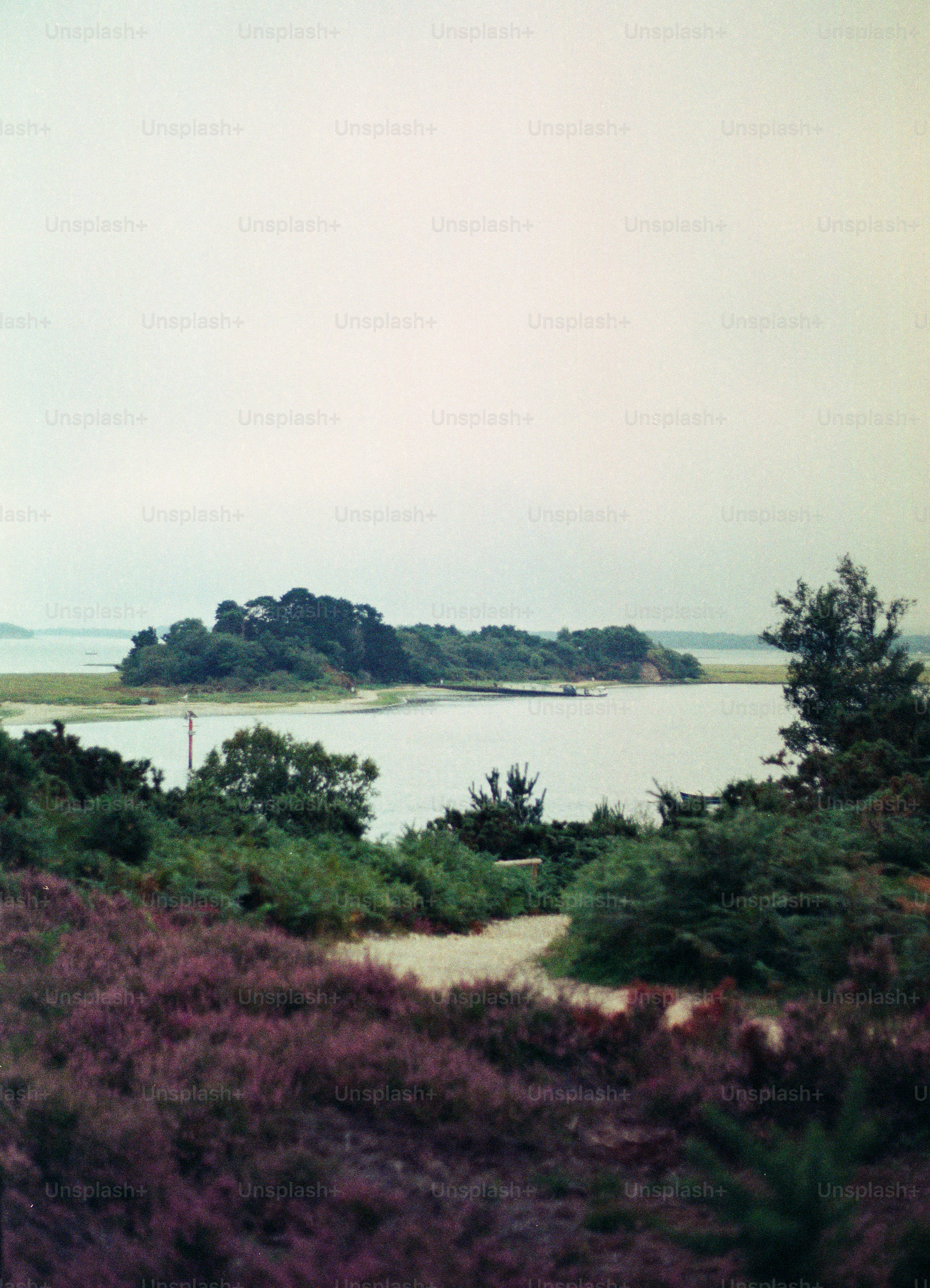 Coastal landscape with purple heather and distant island.