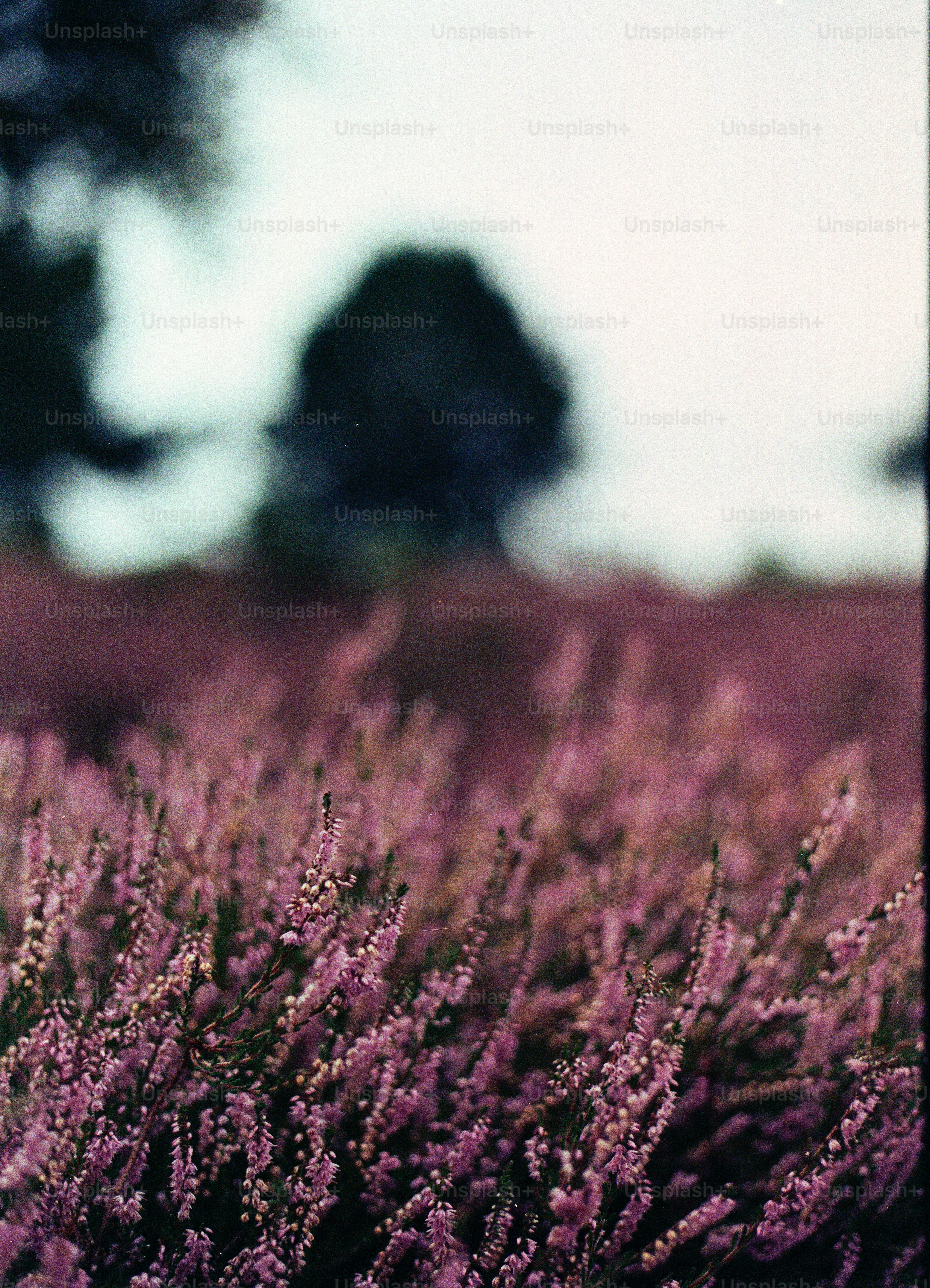 Field of blooming purple heather with trees in background