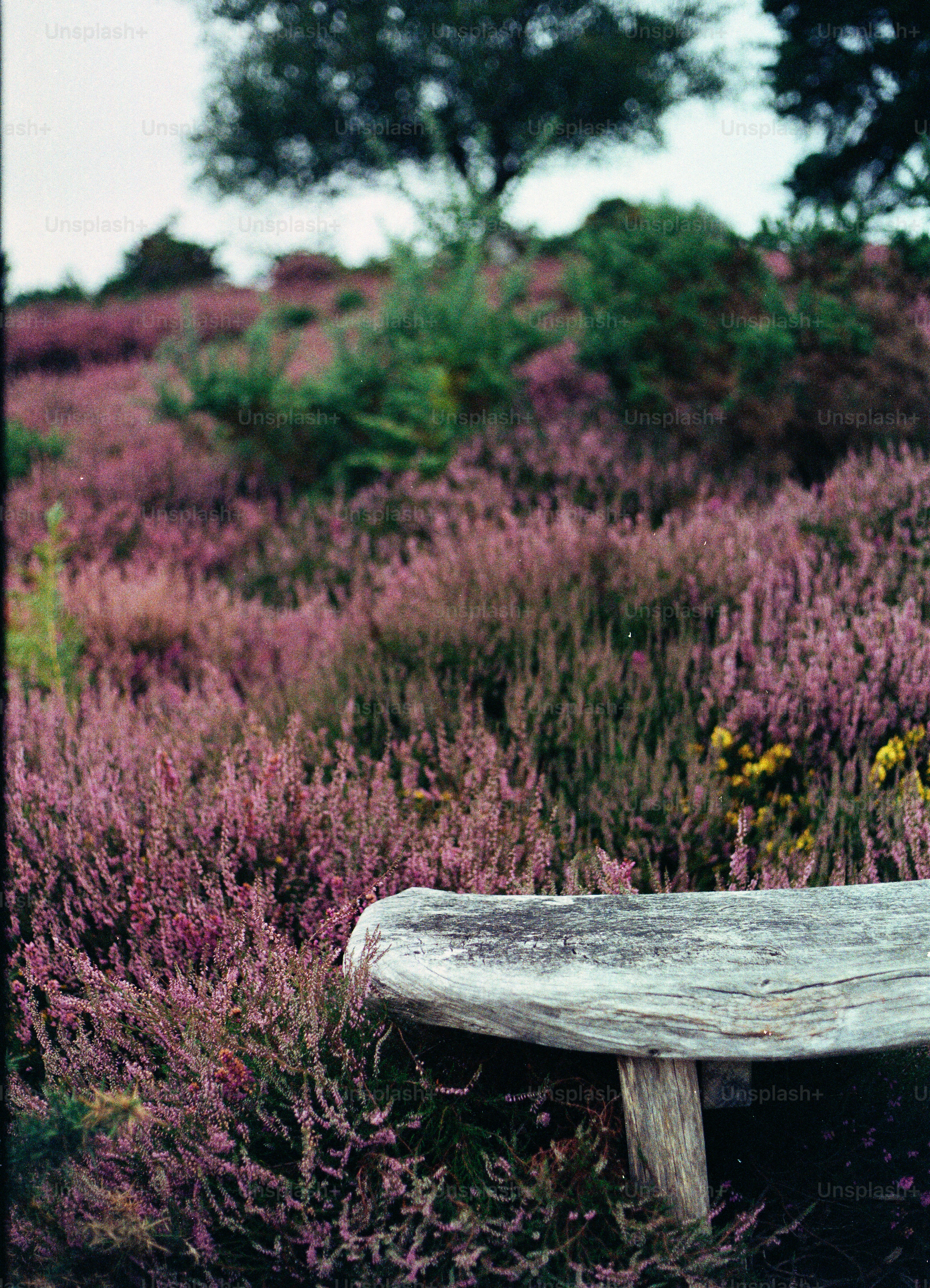 Wooden bench in a field of purple heather plants