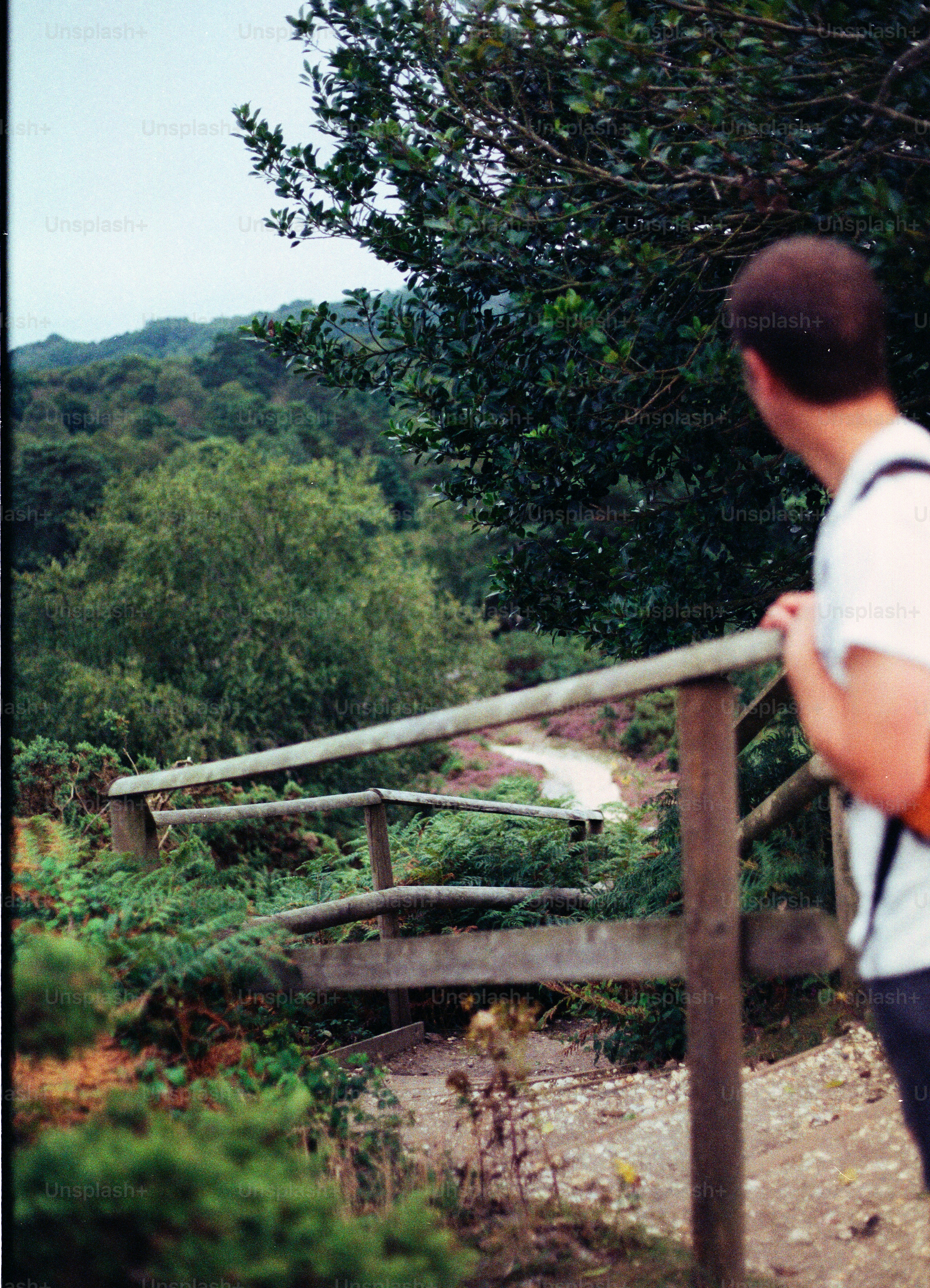 Man looking at a scenic forest path
