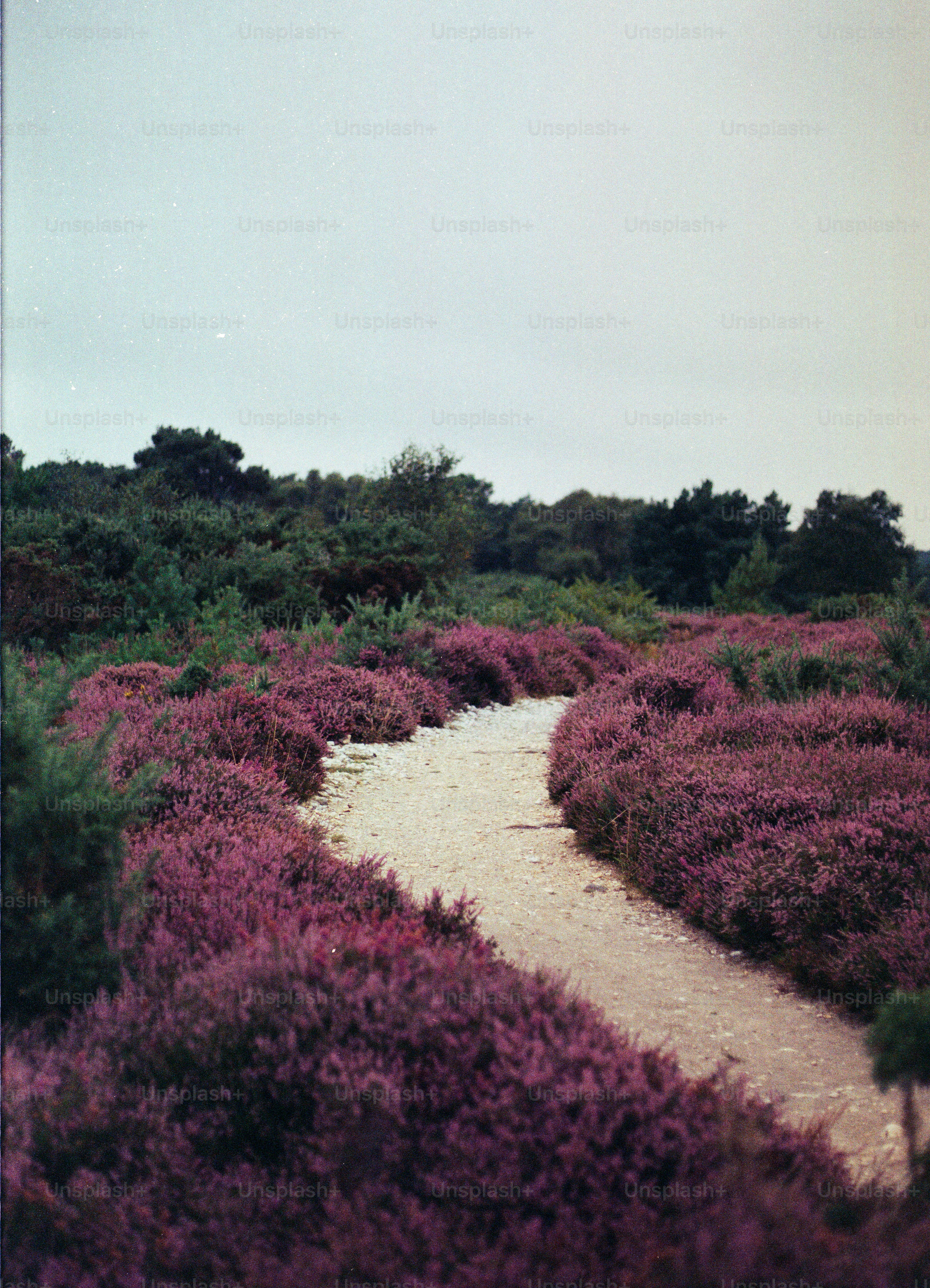A winding path through fields of purple heather.